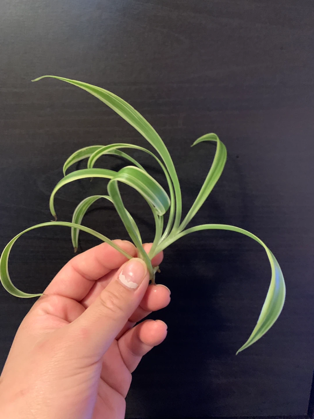✨FREE✨ #freecycle Set 3: spider plant cutting