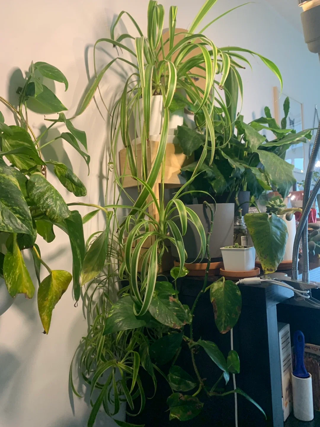 ✨FREE✨ #freecycle Set2: spider plant cutting image indicator(3)