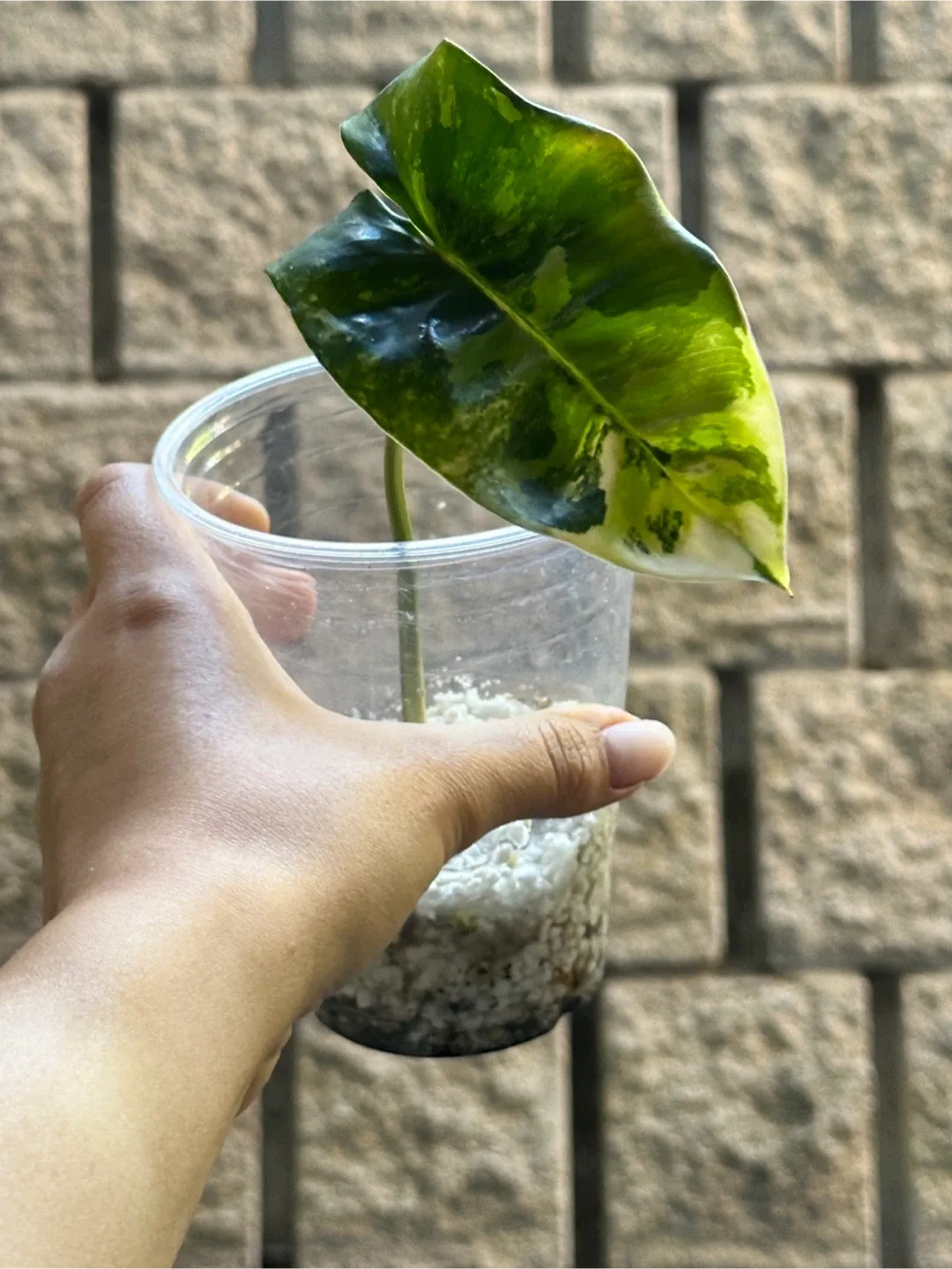 Rooted Philodendron Burle Marx Variegated Plant image indicator(2)