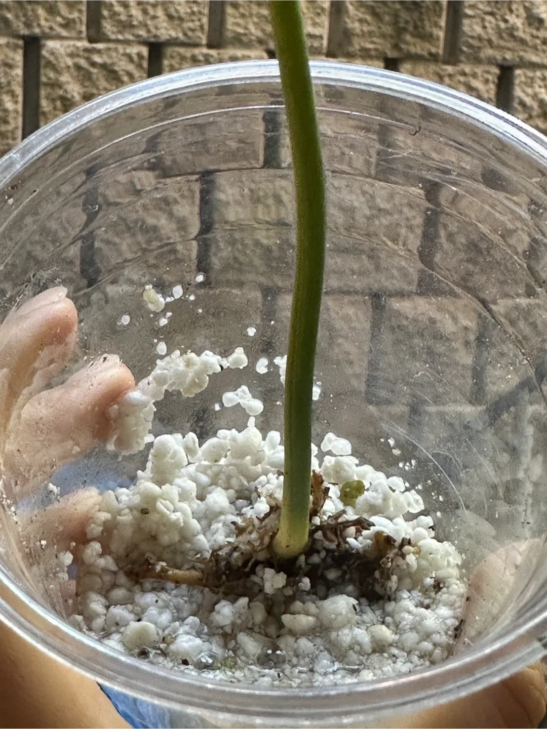 Rooted Philodendron Burle Marx Variegated Plant image indicator(3)