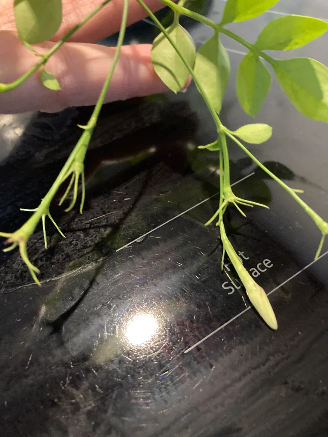 Blossoming Jasmine Plant image indicator(2)