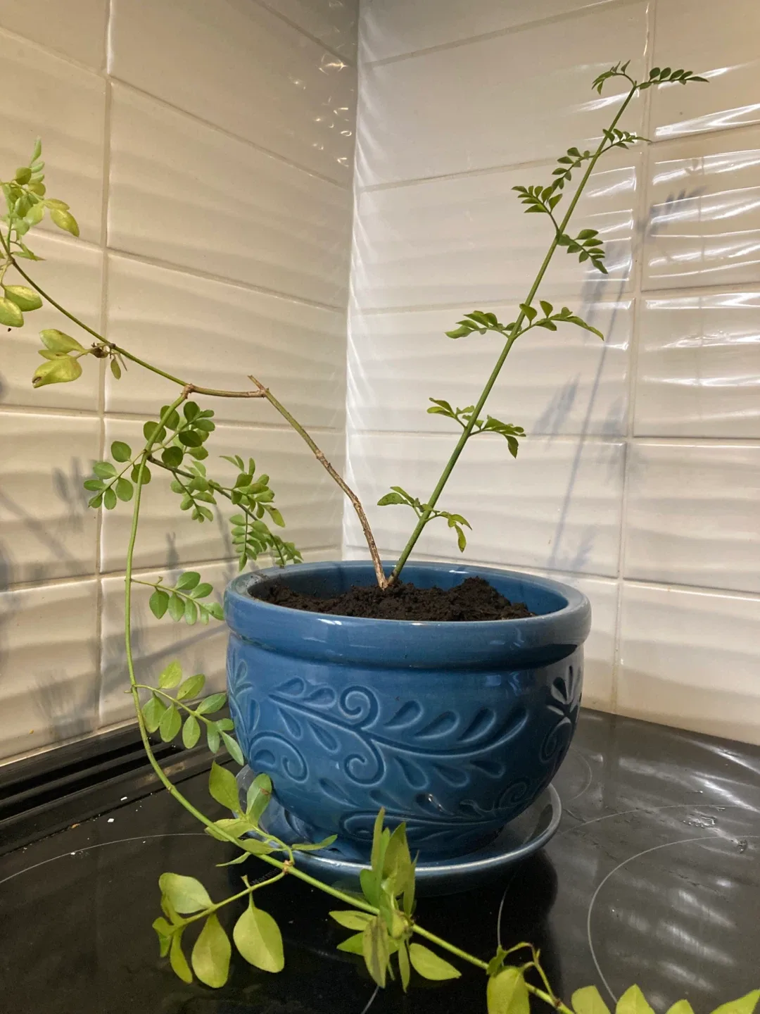 Blossoming Jasmine Plant image indicator(3)