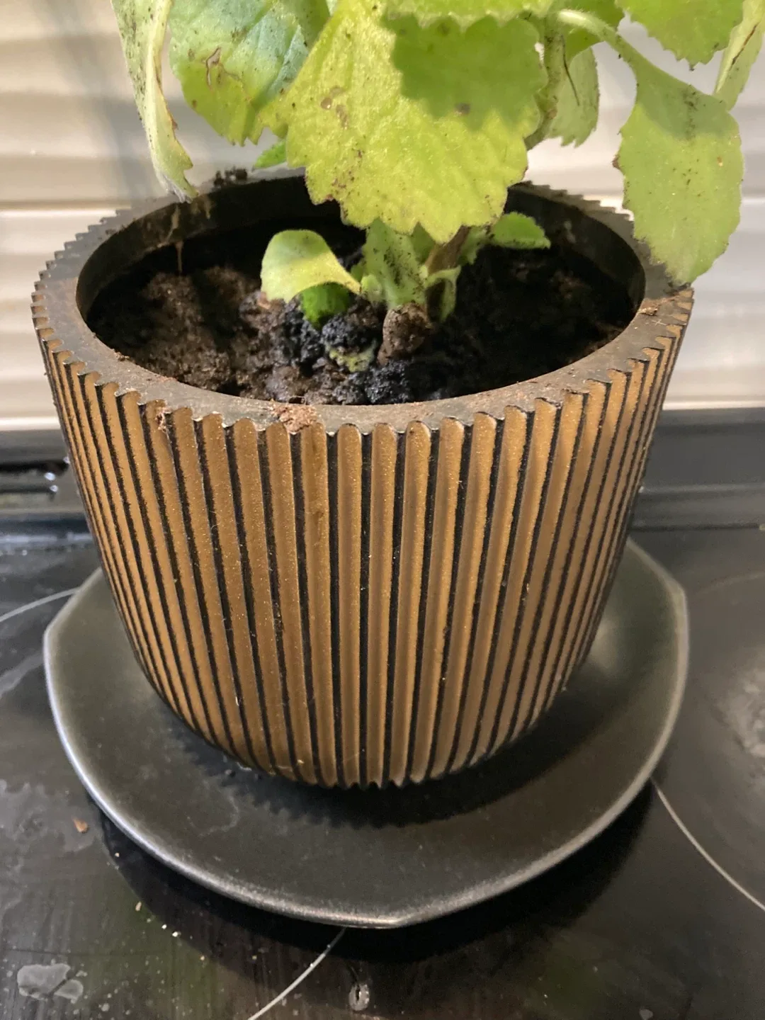 Potted Jamaican Thyme / Cuban Oregano Plant image indicator(2)