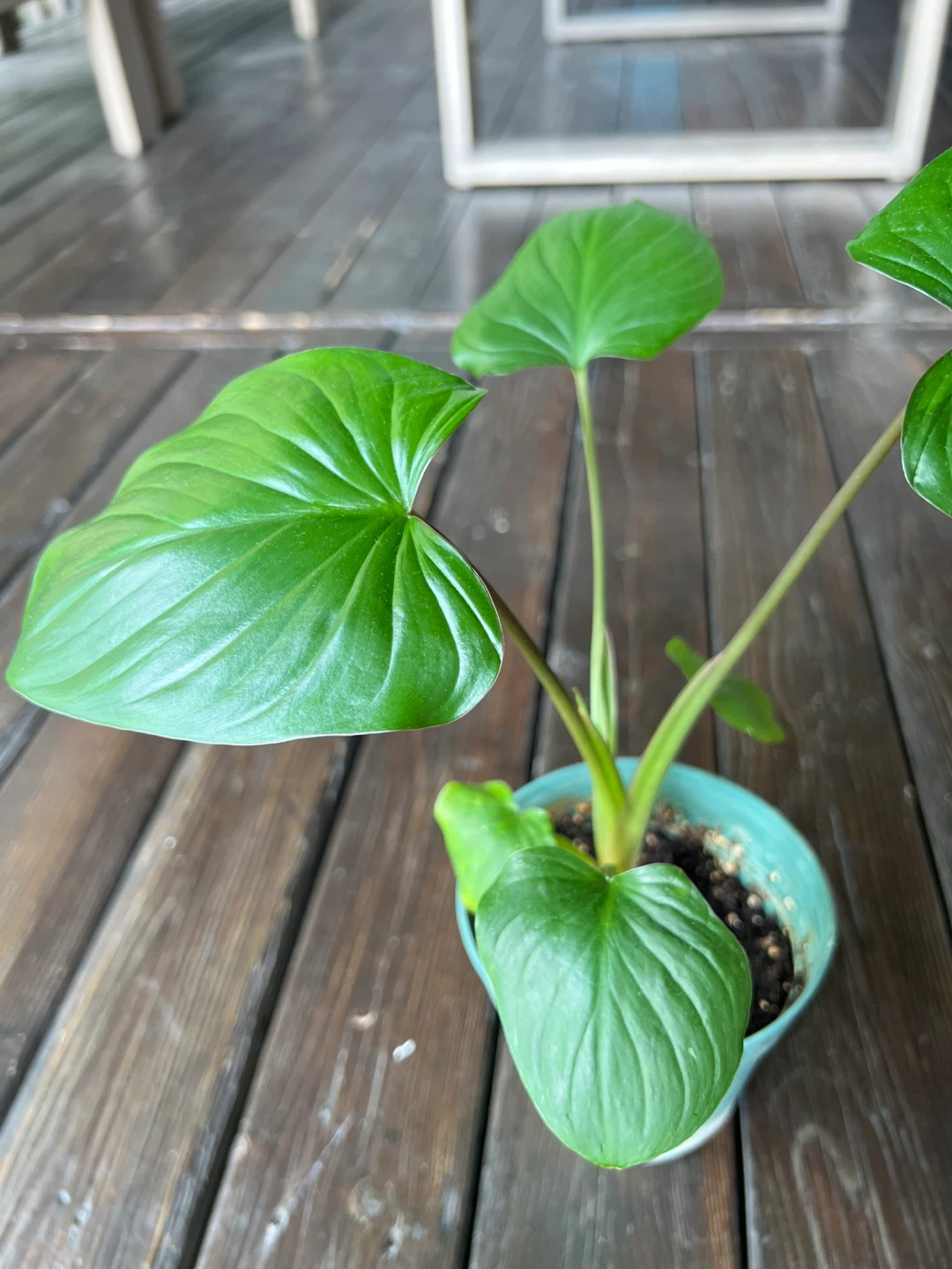 King of Hearts (Homalomena) Plant - photo 2