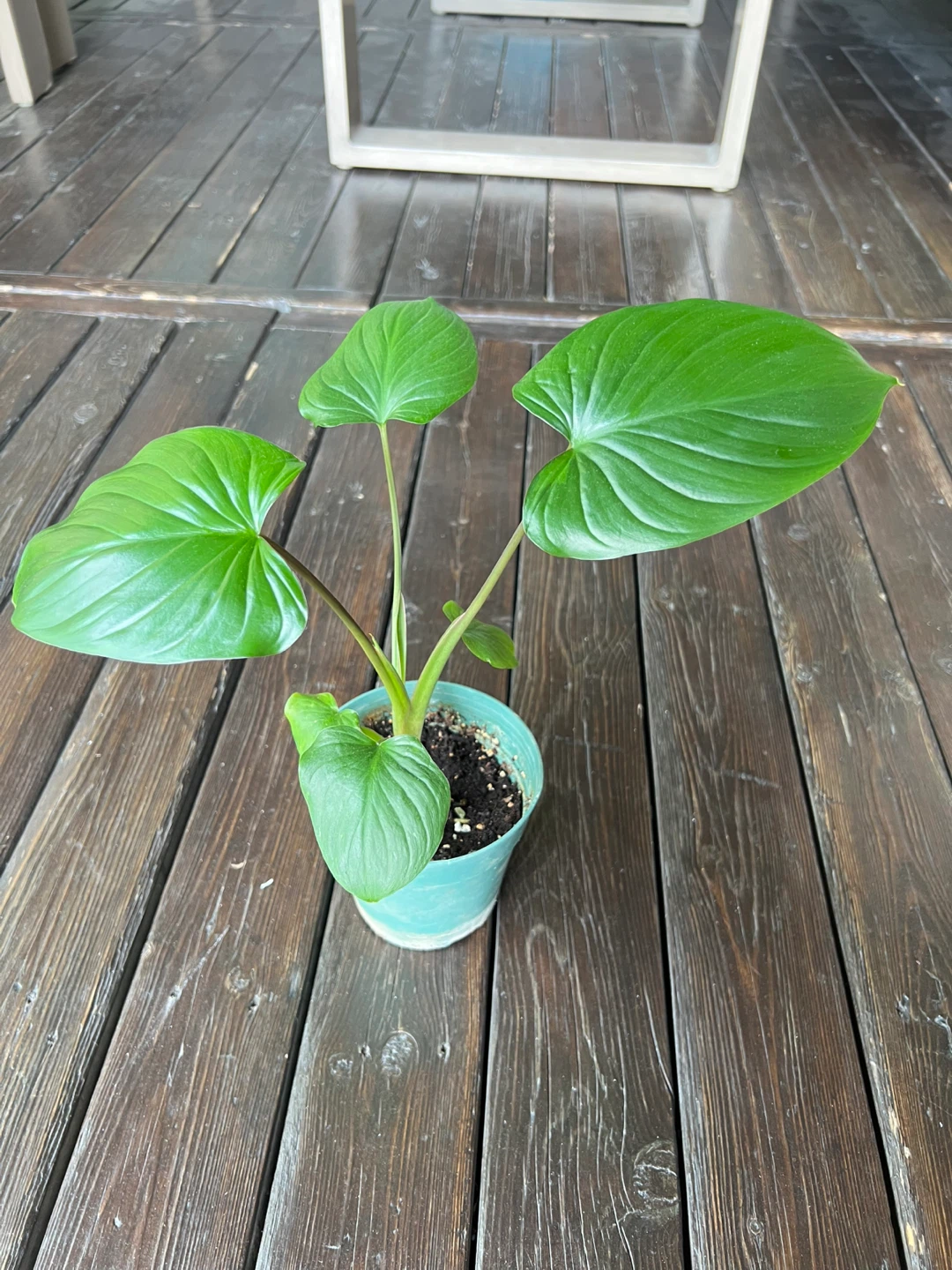 King of Hearts (Homalomena) Plant