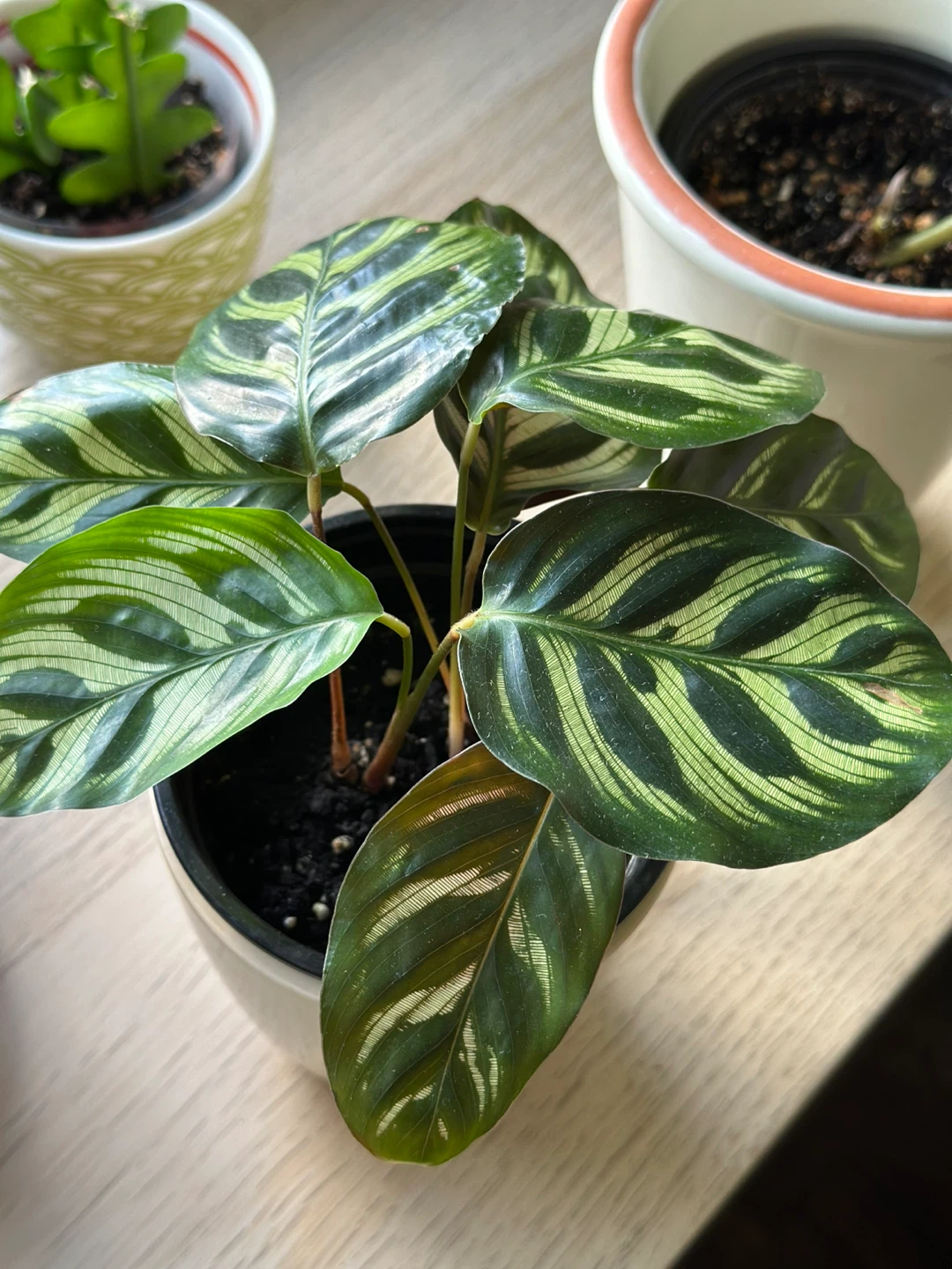 Calathea Peacock Plant - photo 4