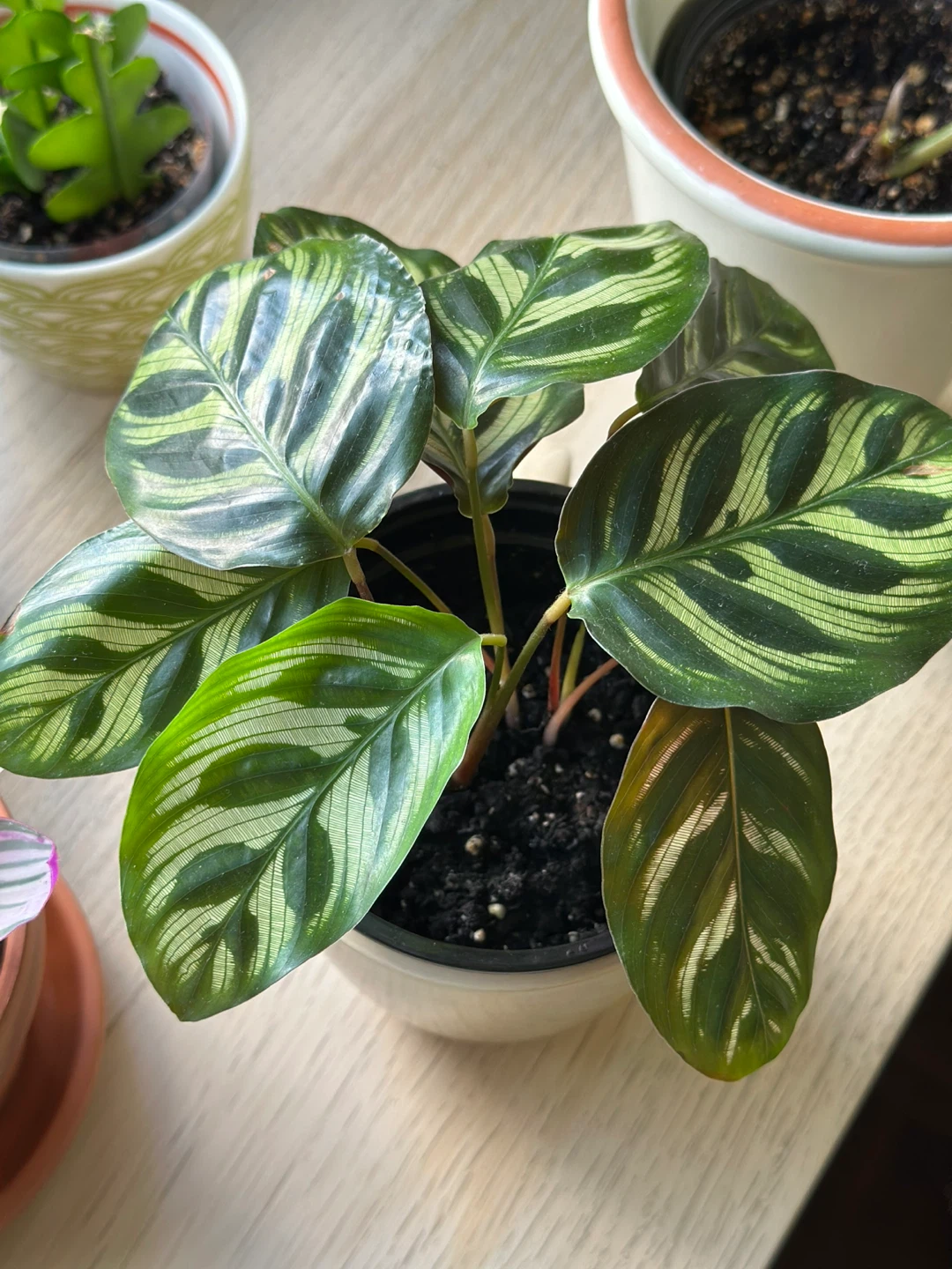 Calathea Peacock Plant