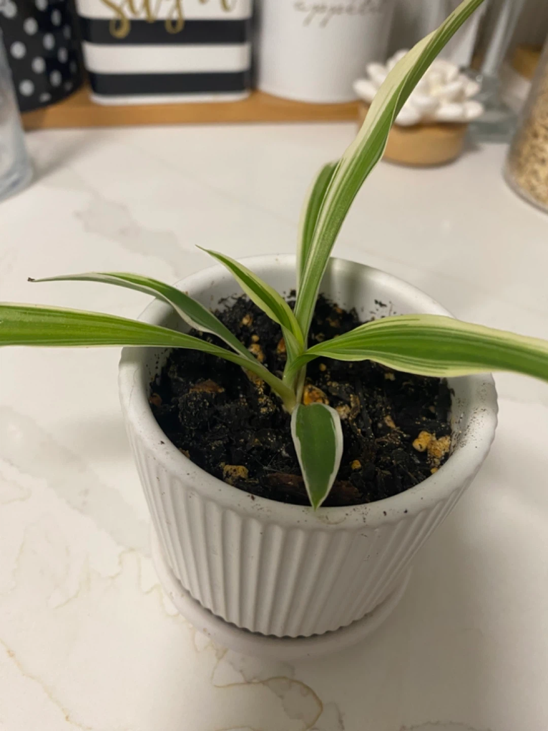 Potted Spider Plant
