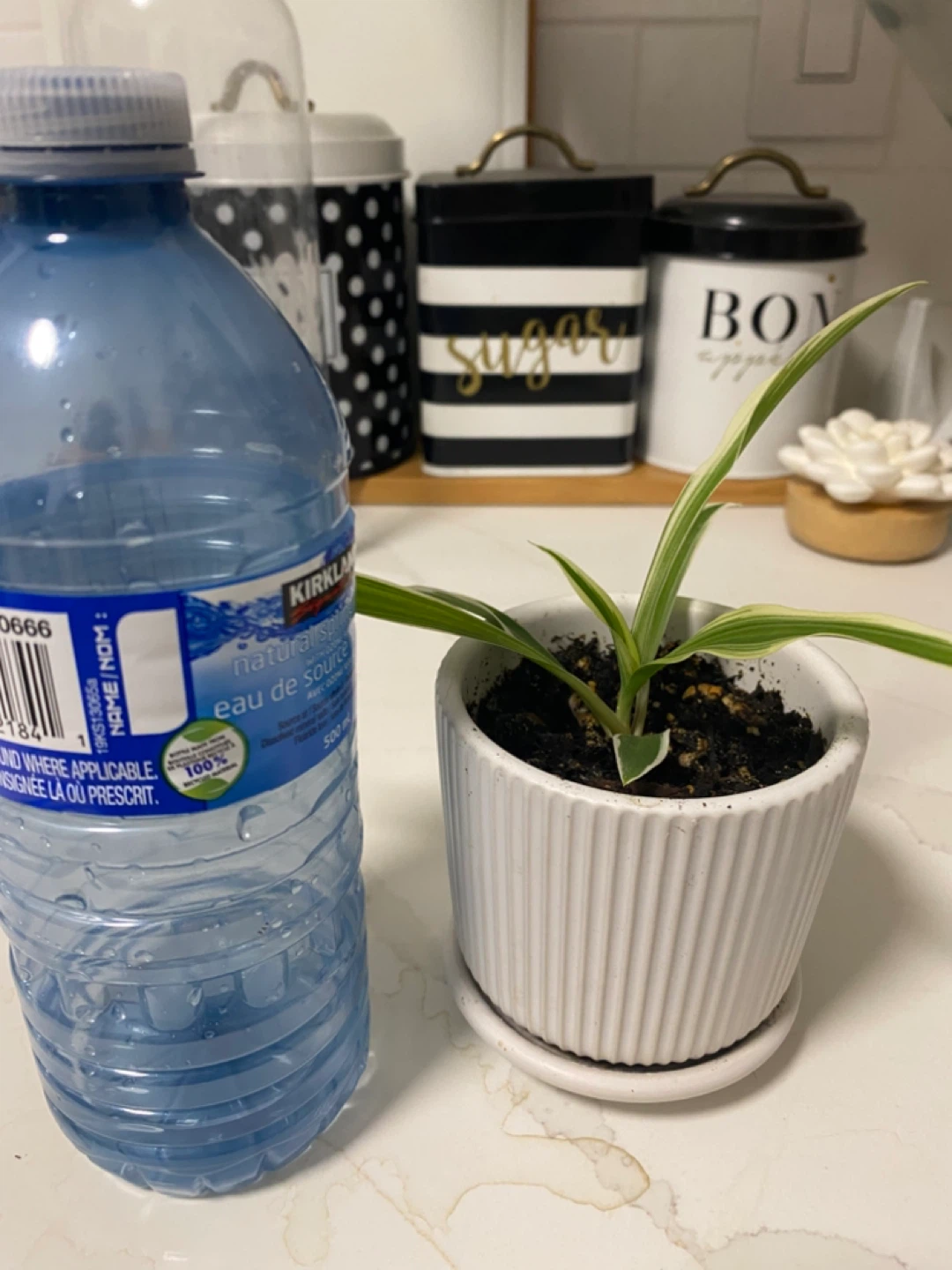 Potted Spider Plant - photo 2