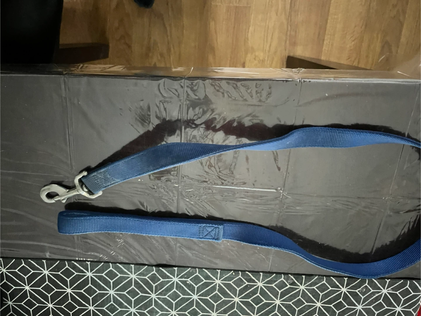 Blue Dog Leash