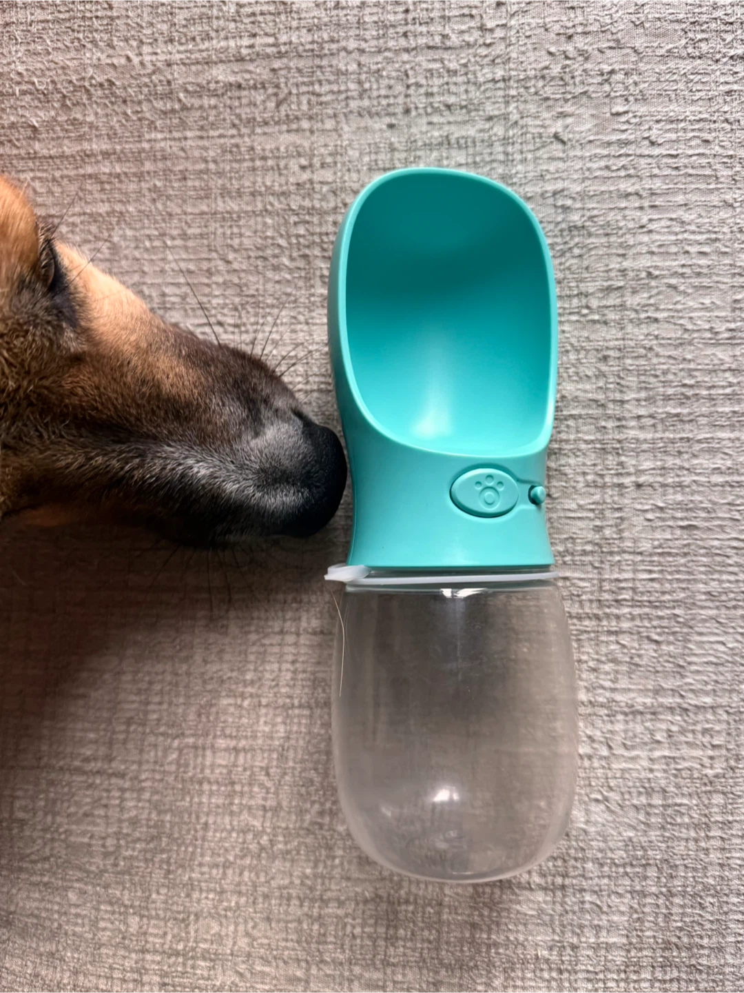 Portable Dog Water Bottle - Turquoise - photo 2