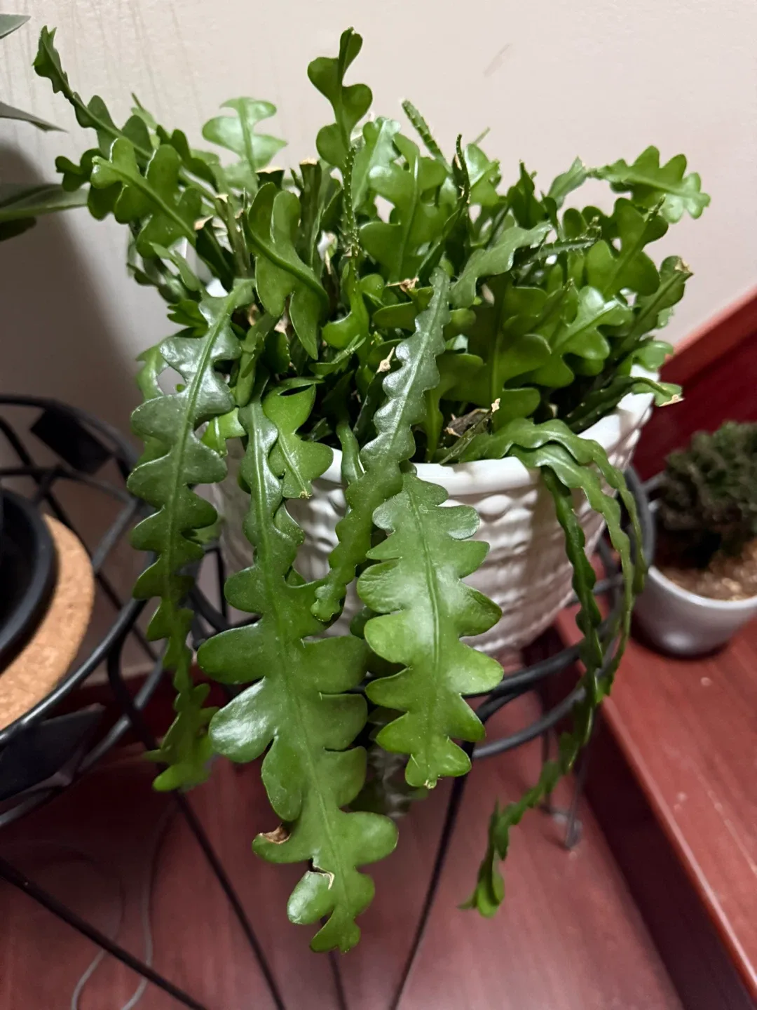 Potted Plants image indicator(2)