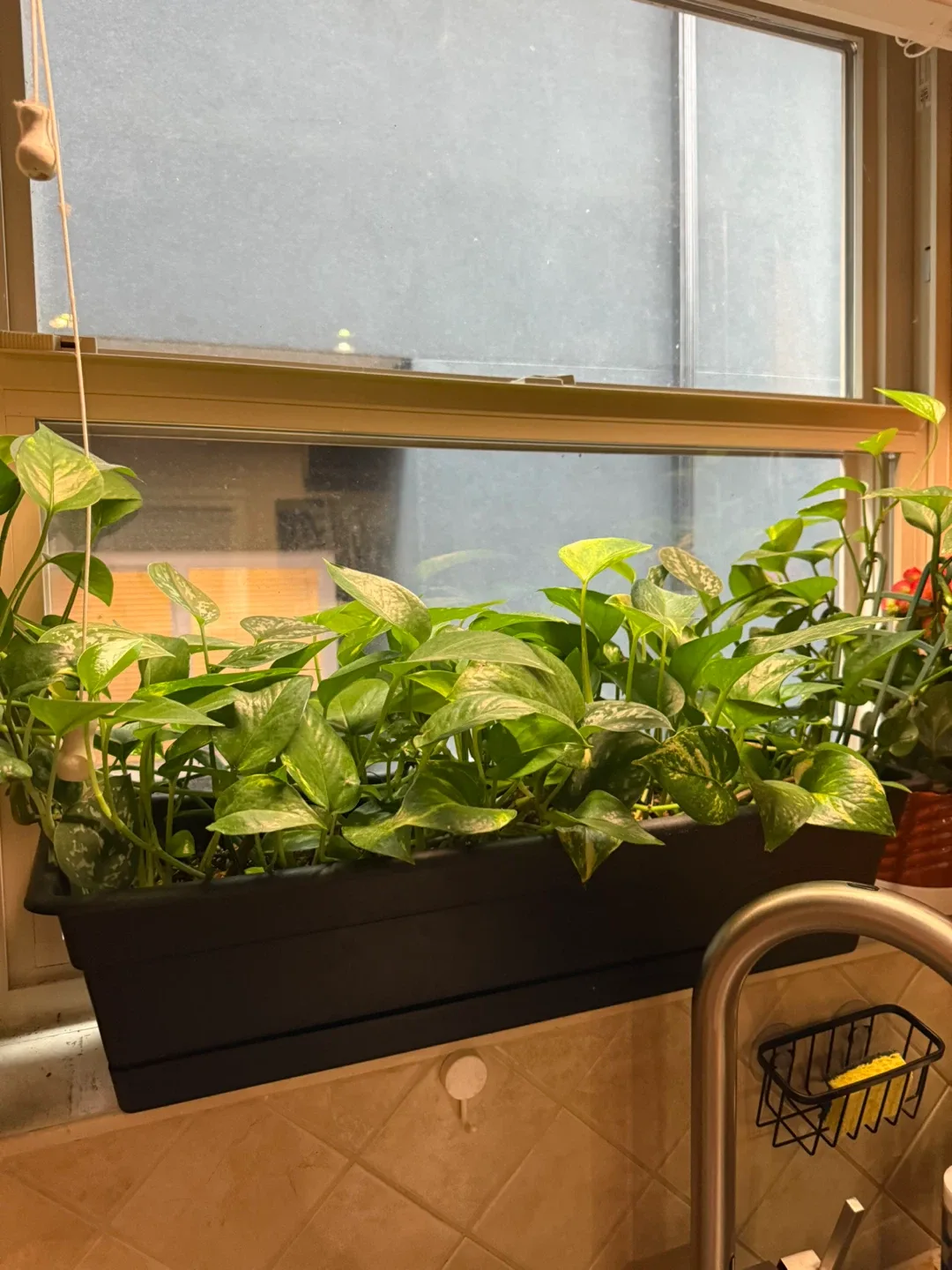 Potted Plants image indicator(3)