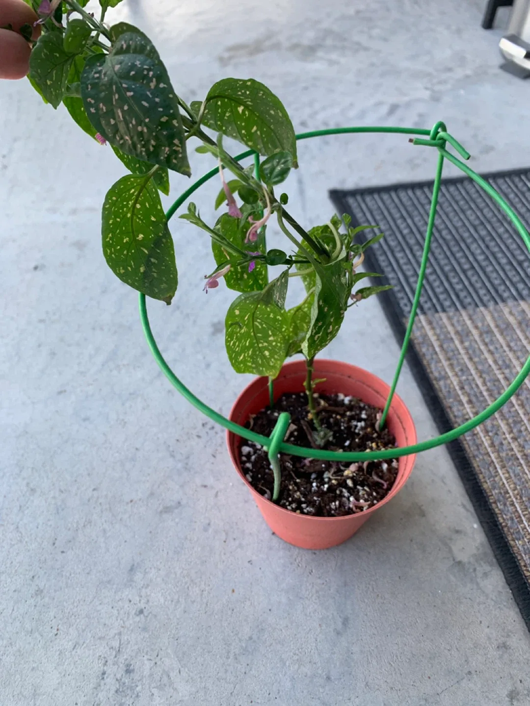 ‼️MOVING SALE‼️ Potted Polka Dot Plant image indicator(2)