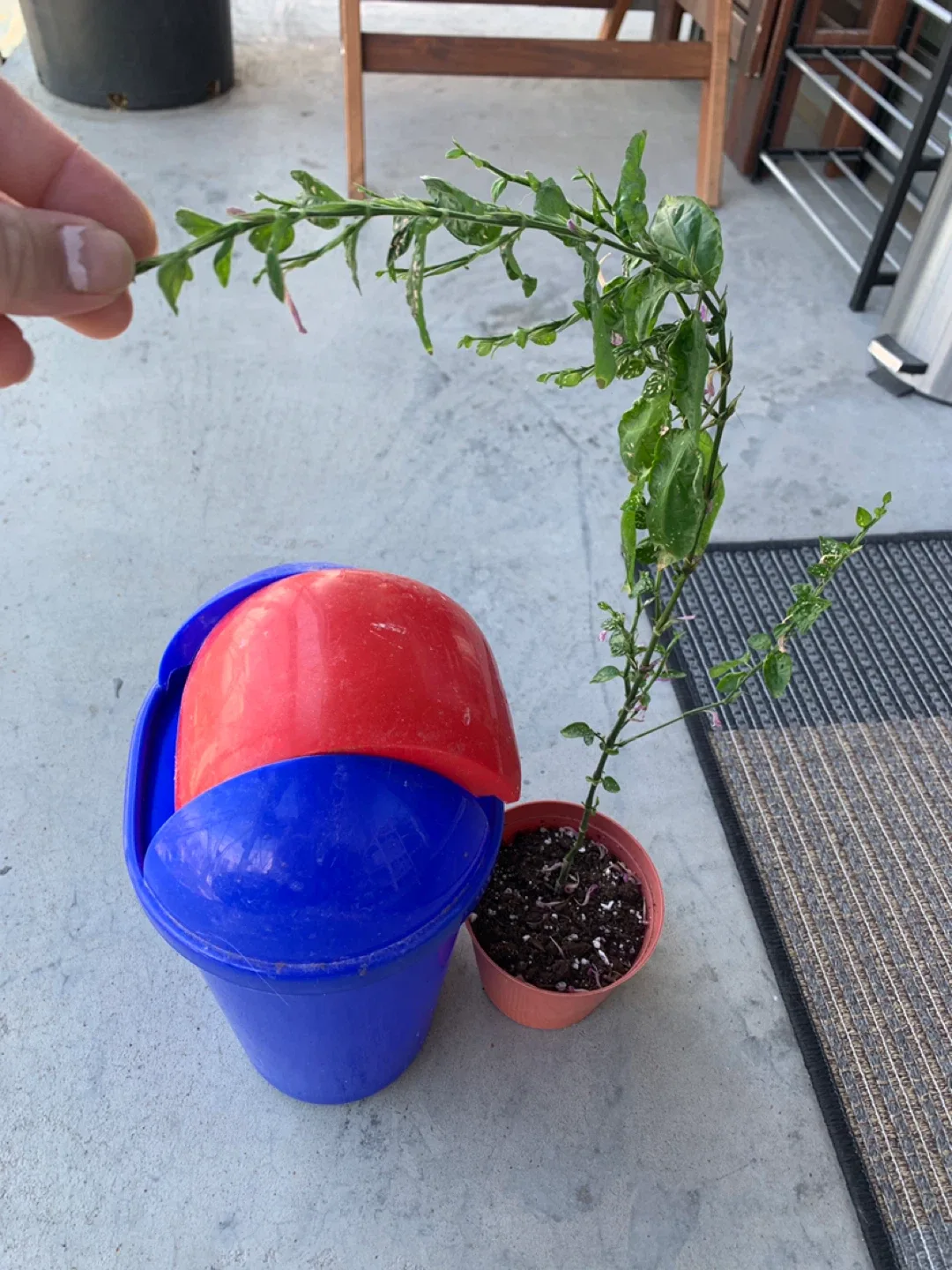 ‼️MOVING SALE‼️ Potted Polka Dot Plant image indicator(3)