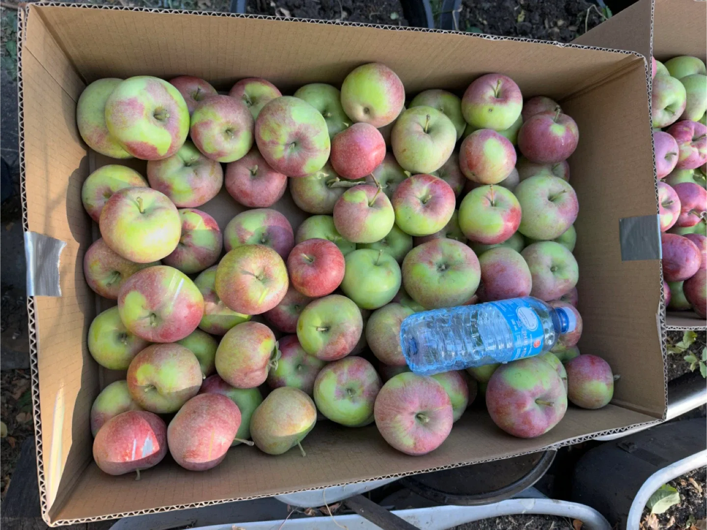 Organic McIntosh apples image indicator(3)