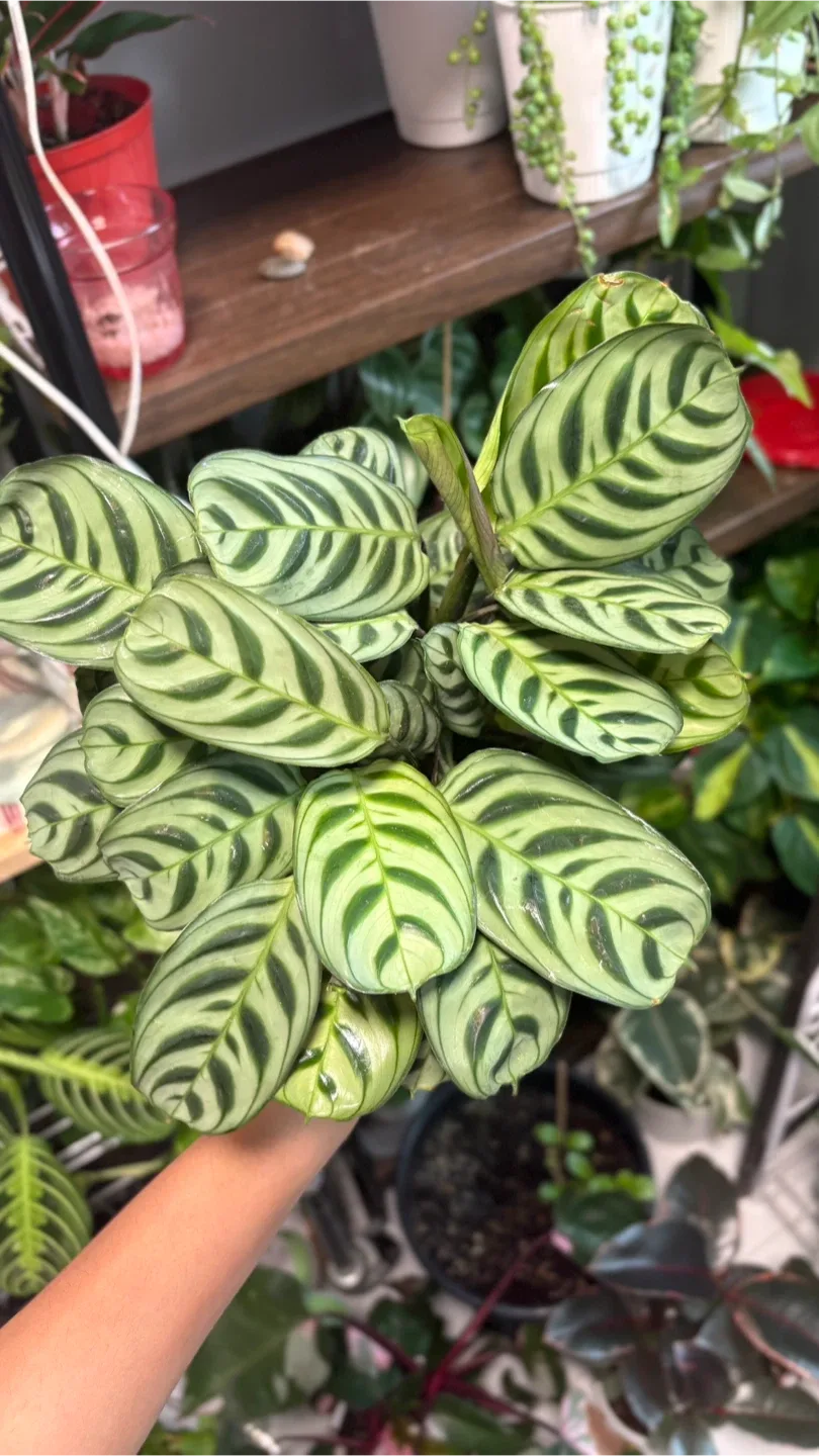 Calathea Plant