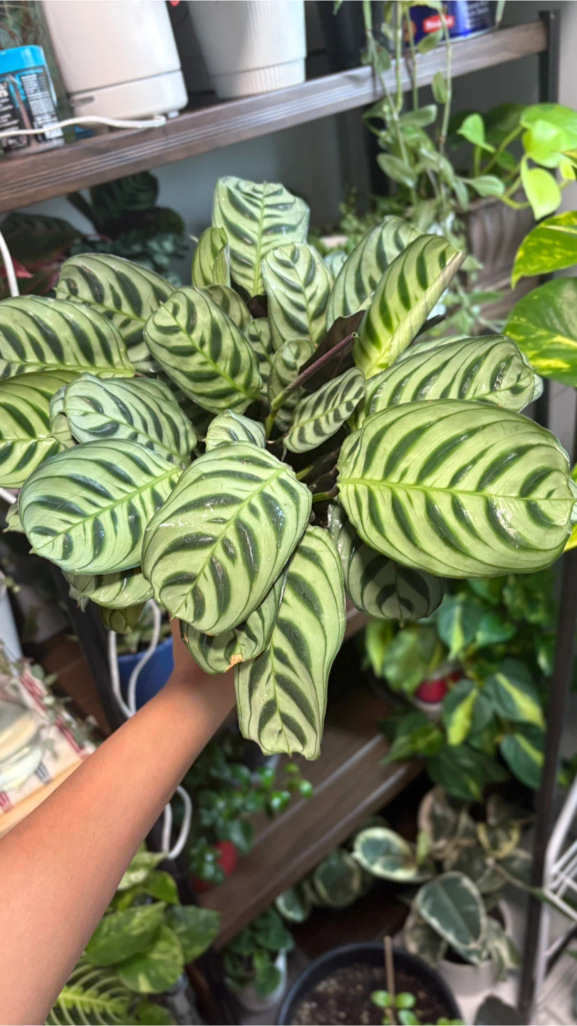 Calathea Plant - photo 4