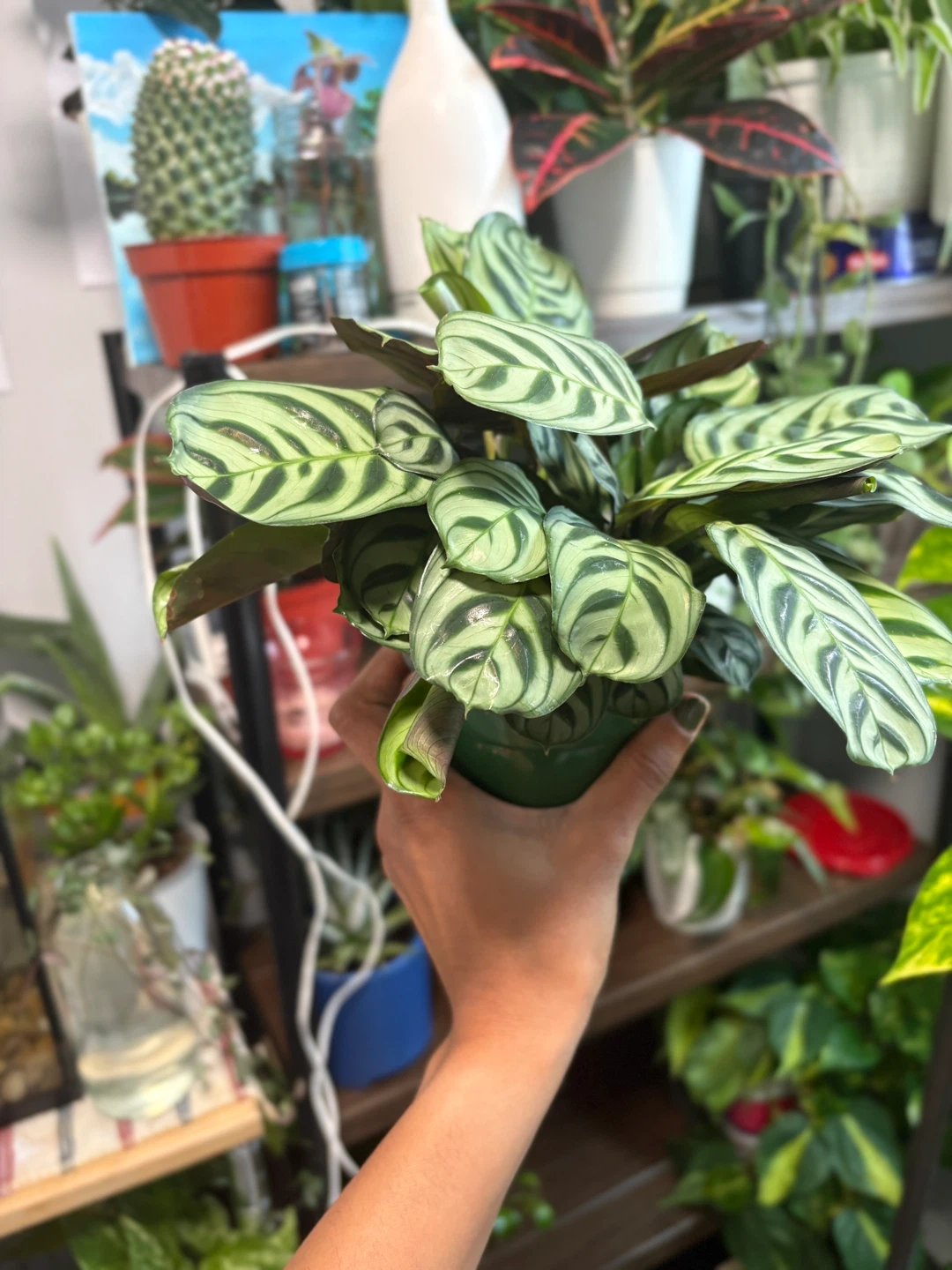Calathea Plant - photo 3
