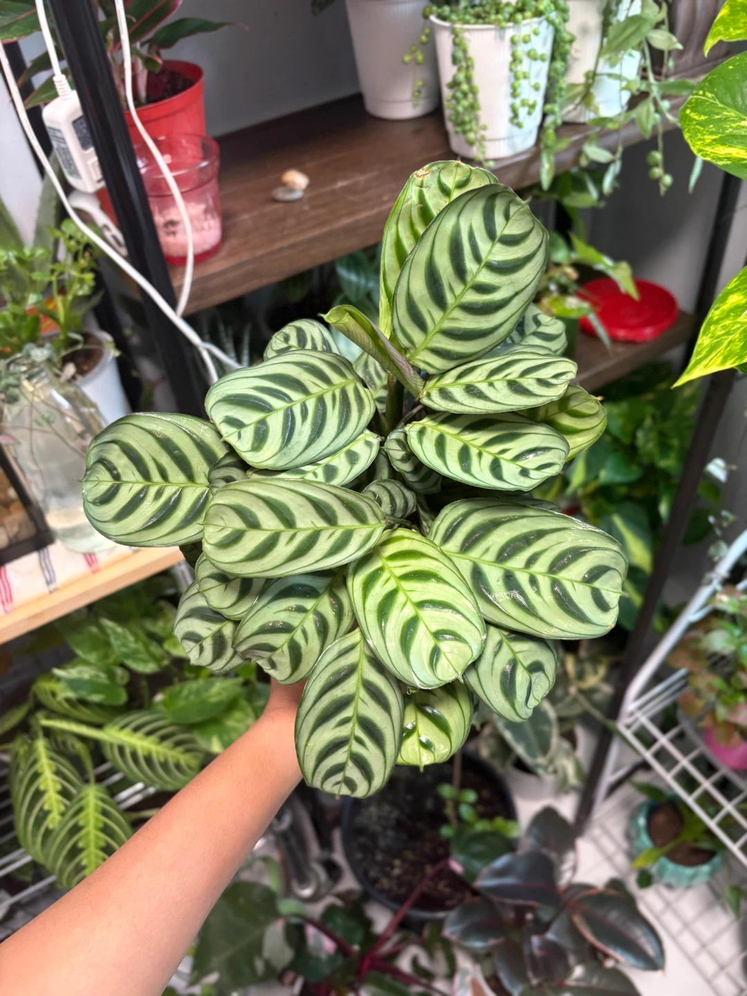 Calathea Plant - photo 2
