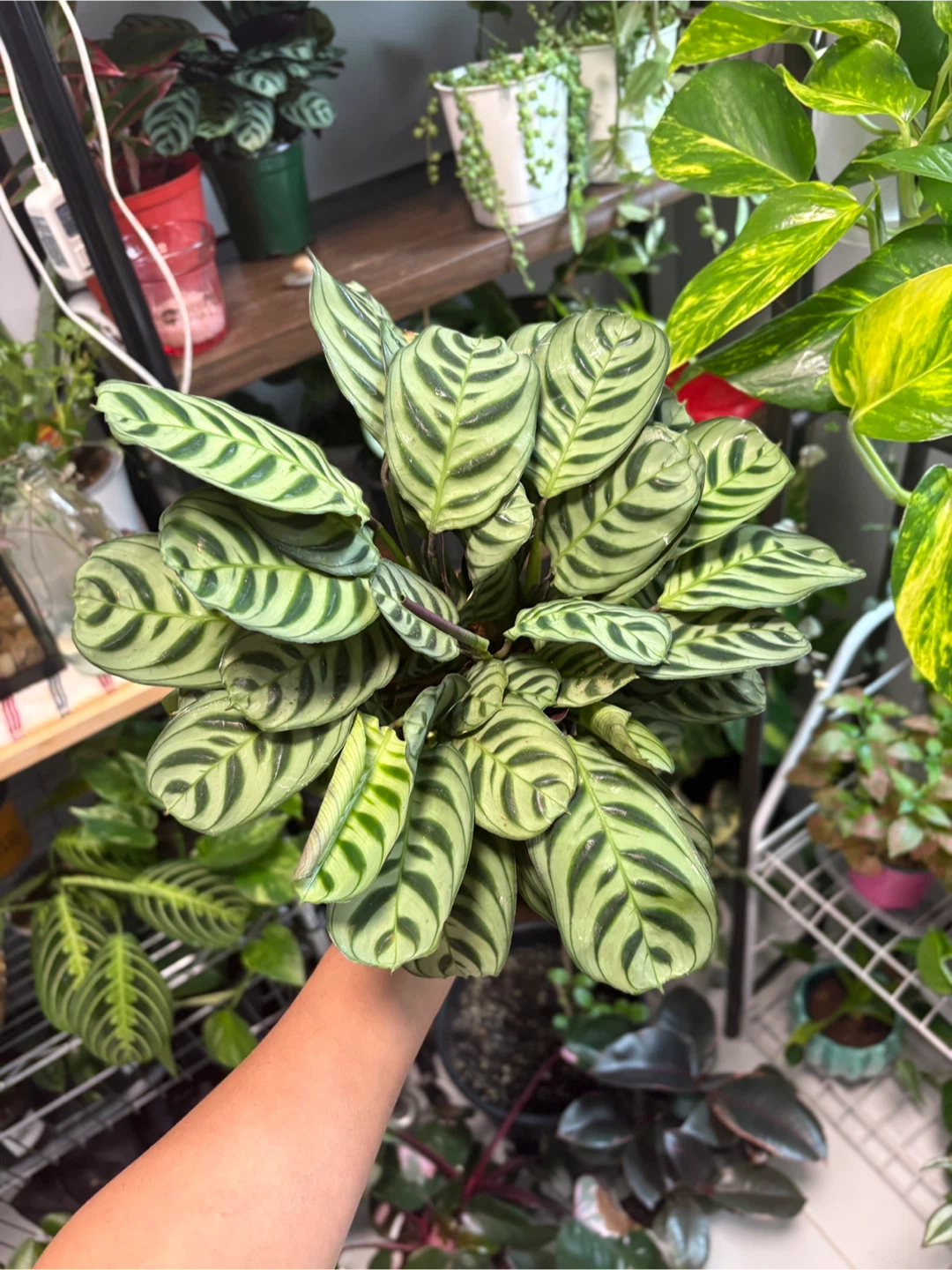 Calathea Plant - photo 5