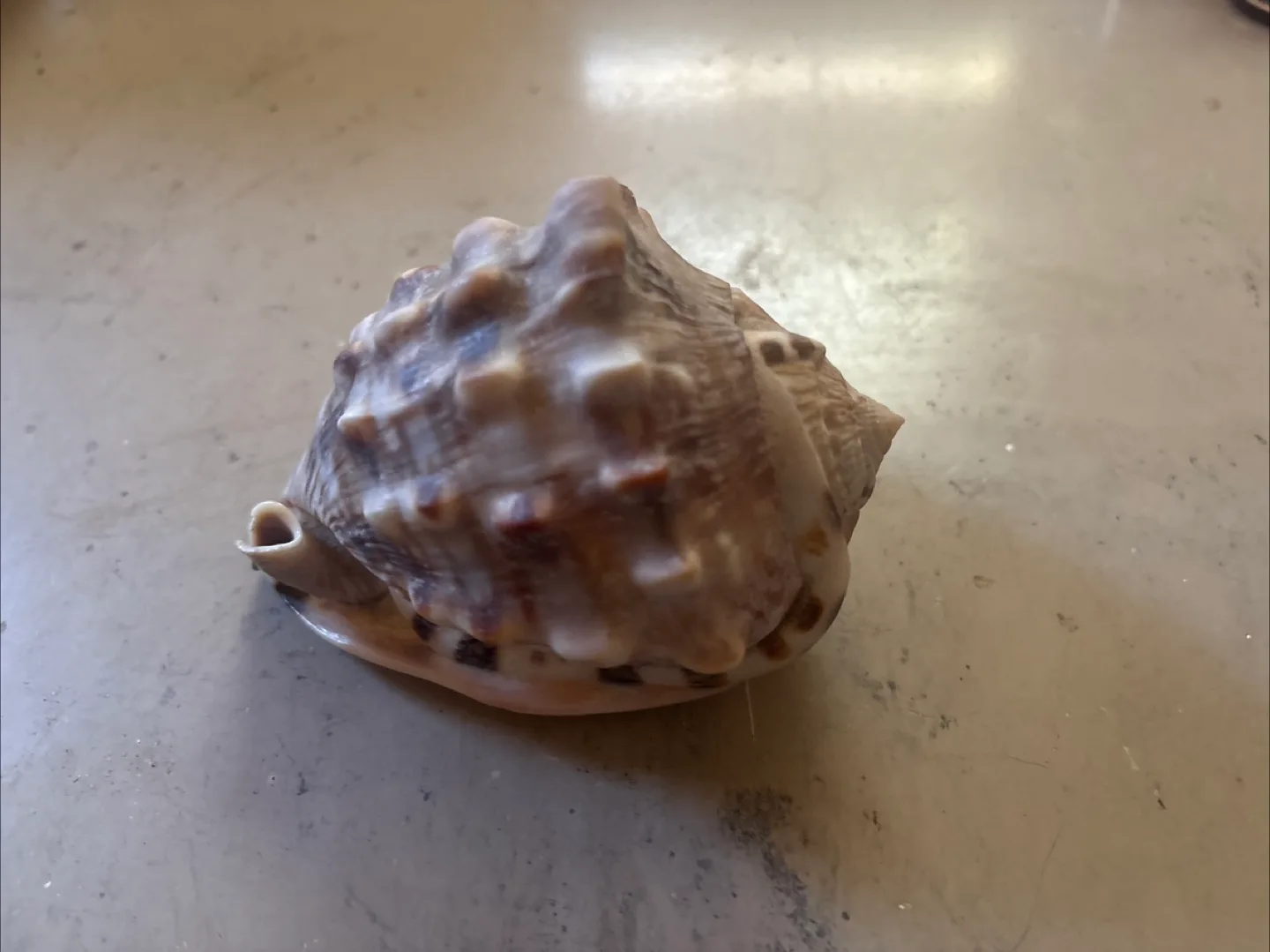 Shell image indicator(3)