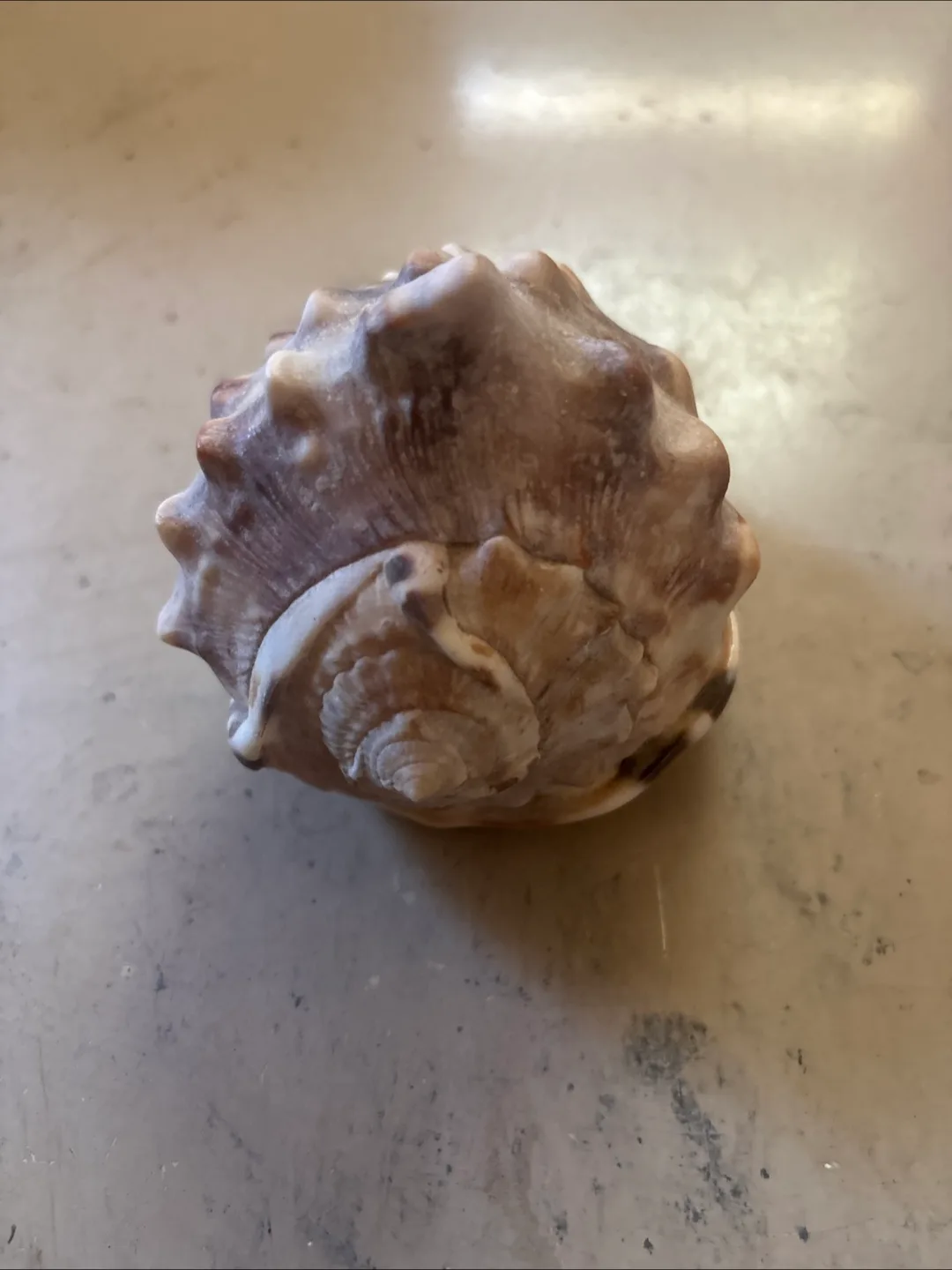 Shell image indicator(2)