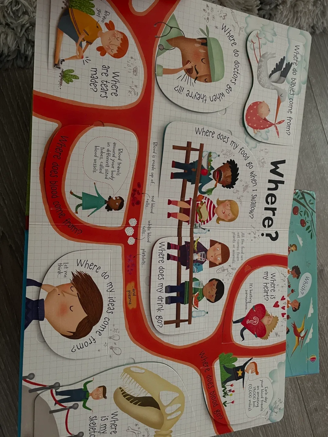 Usborne Lift-the-Flap Questions and Answers Book Set image indicator(4)