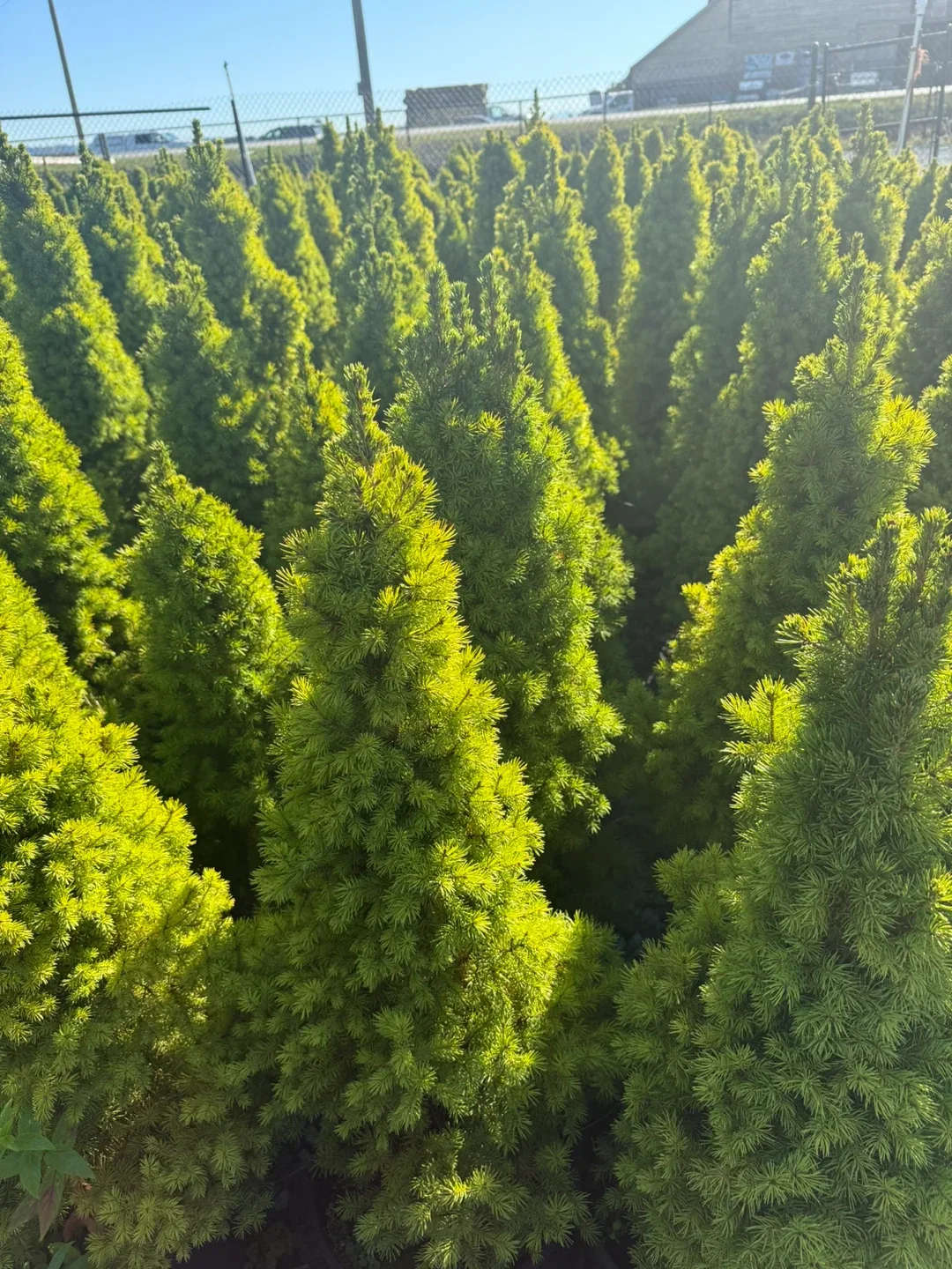 Dwarf Alberta Spruce Tree image indicator(4)