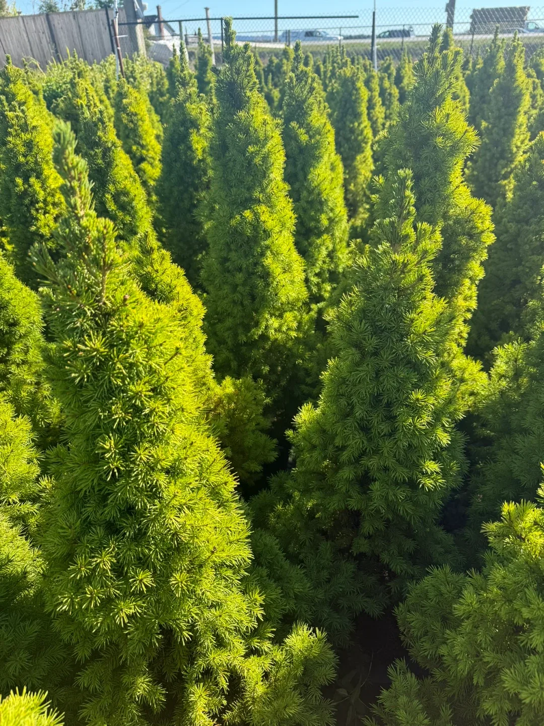 Dwarf Alberta Spruce Tree image indicator(2)