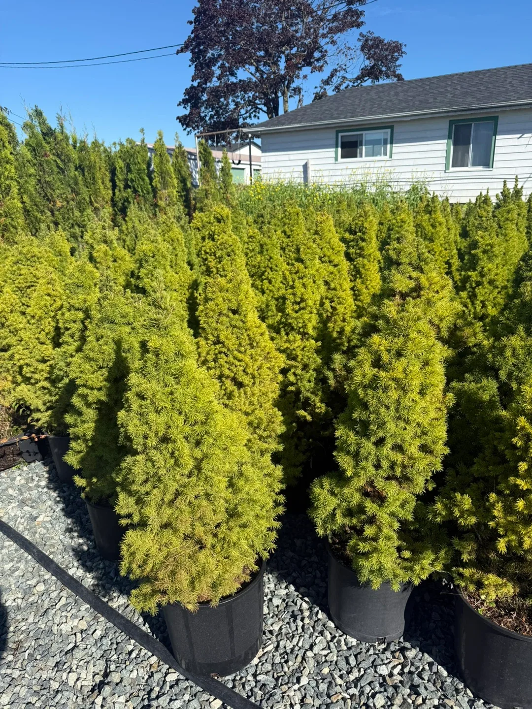 Dwarf Alberta Spruce Tree image indicator(3)