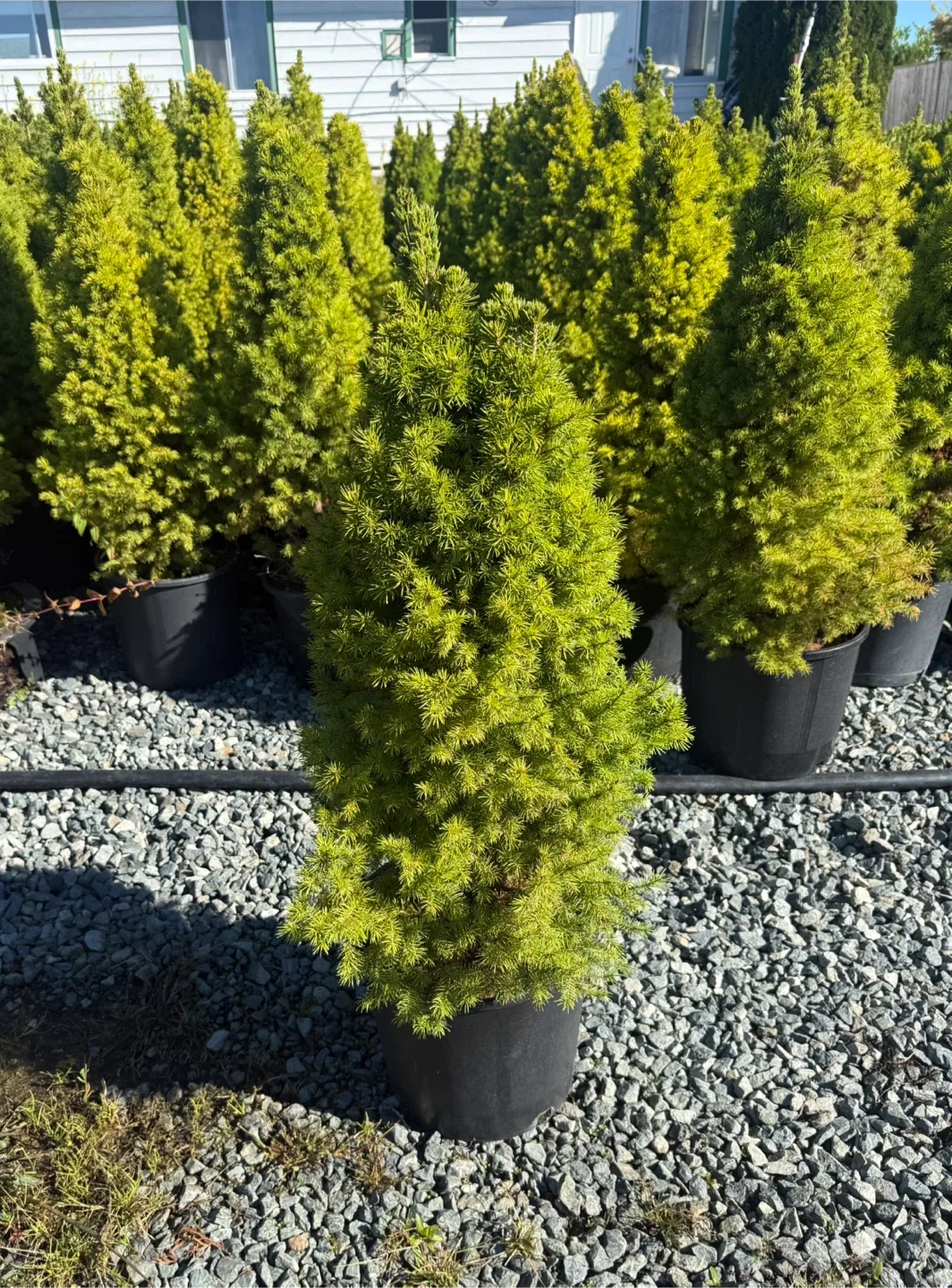 Dwarf Alberta Spruce Tree image indicator(5)