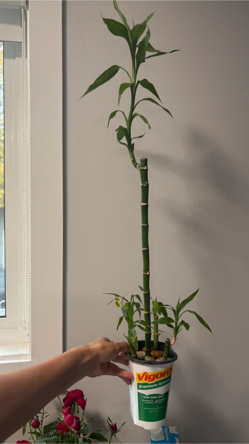 Lucky Bamboo Plant - photo 3