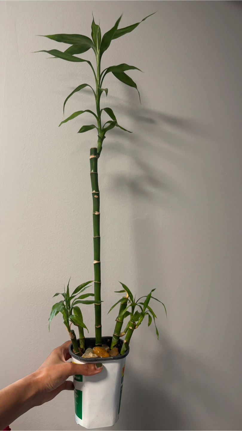 Lucky Bamboo Plant