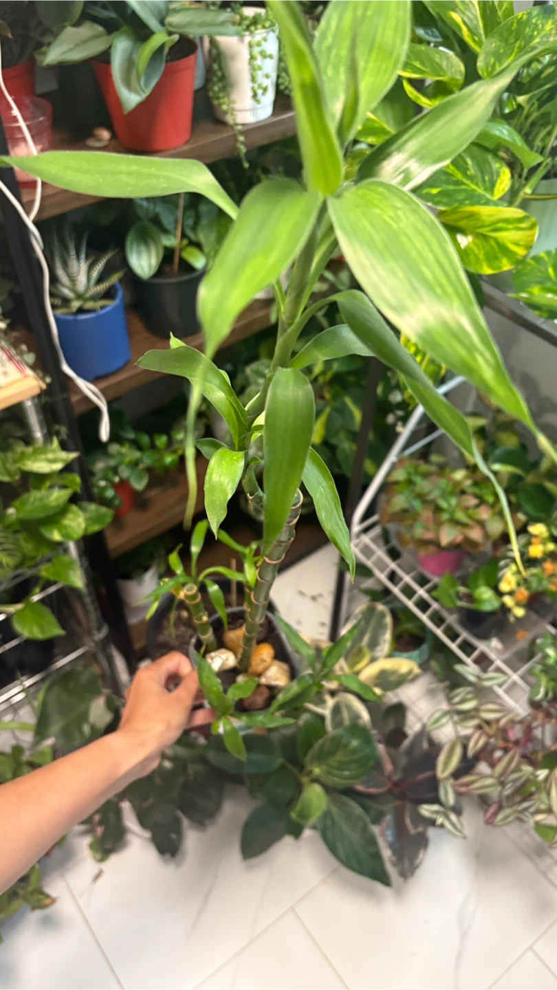 Lucky Bamboo Plant - photo 2