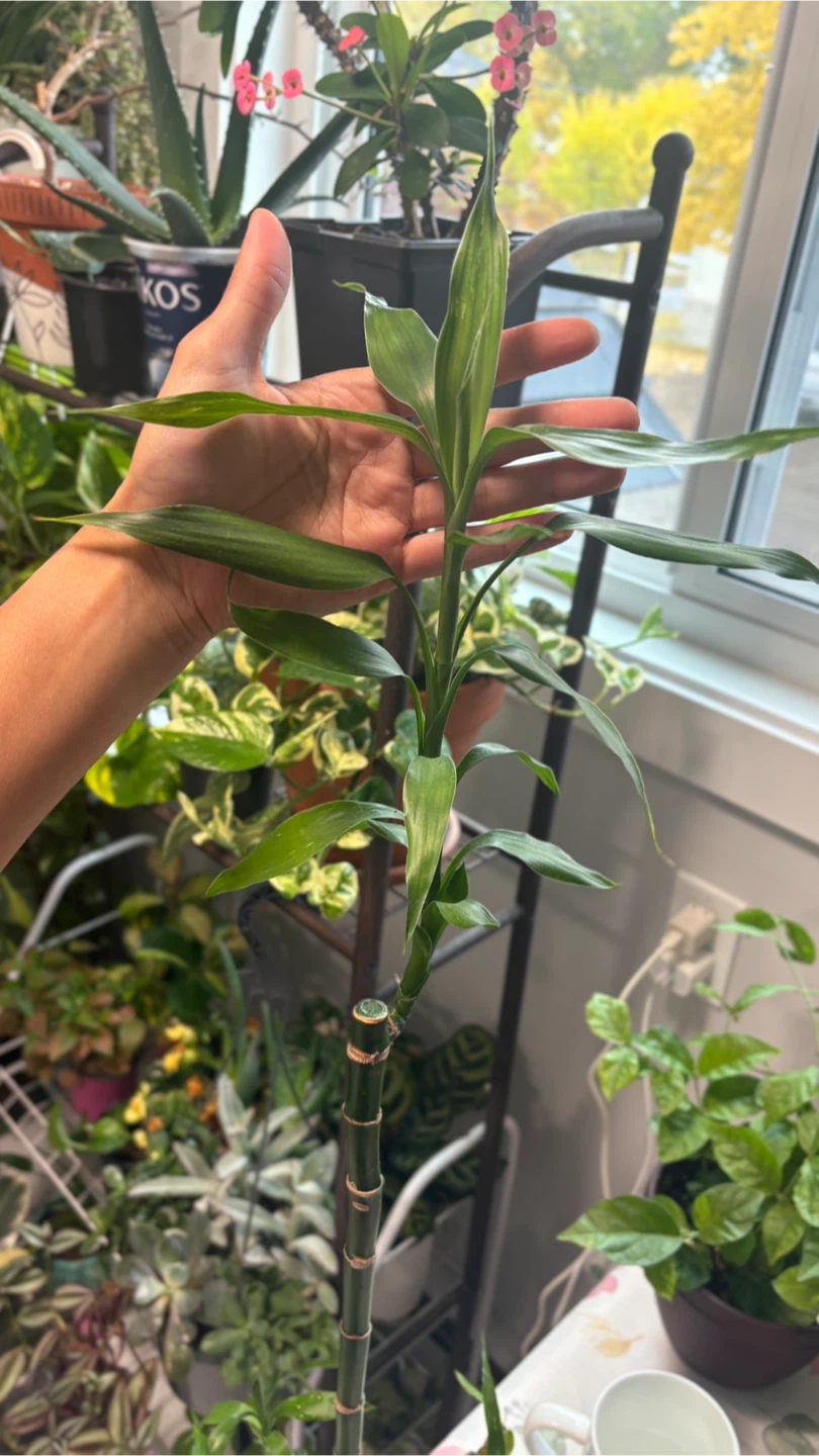 Lucky Bamboo Plant - photo 4