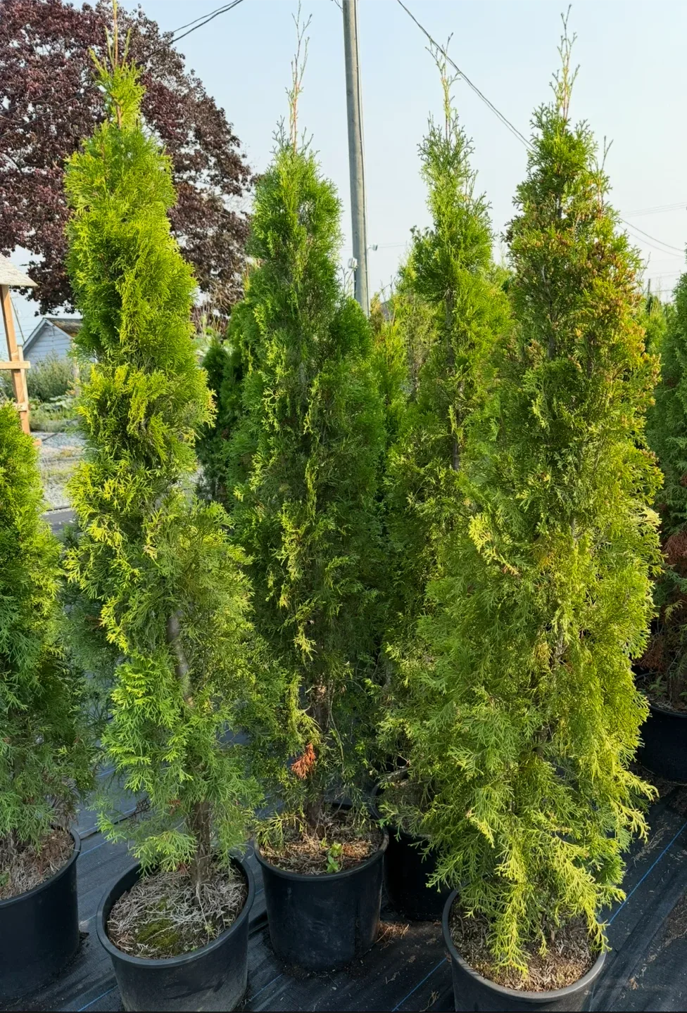 Cedar Trees Inventory Liquidation Sale image indicator(3)