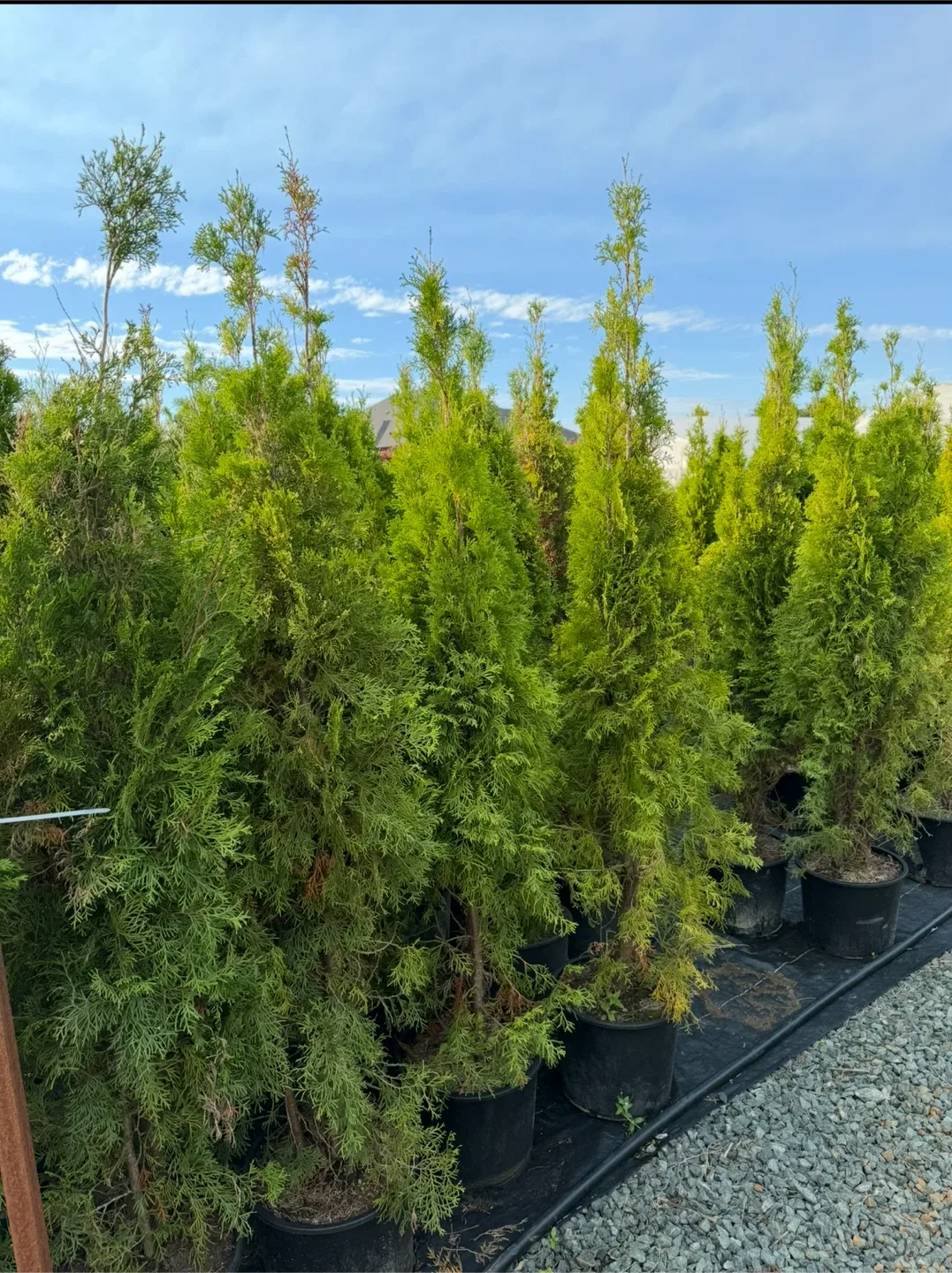 Cedar Trees Inventory Liquidation Sale image indicator(4)