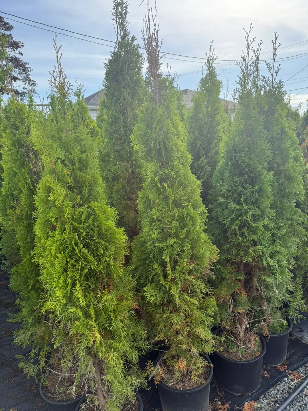 Cedar Trees Inventory Liquidation Sale image indicator(5)