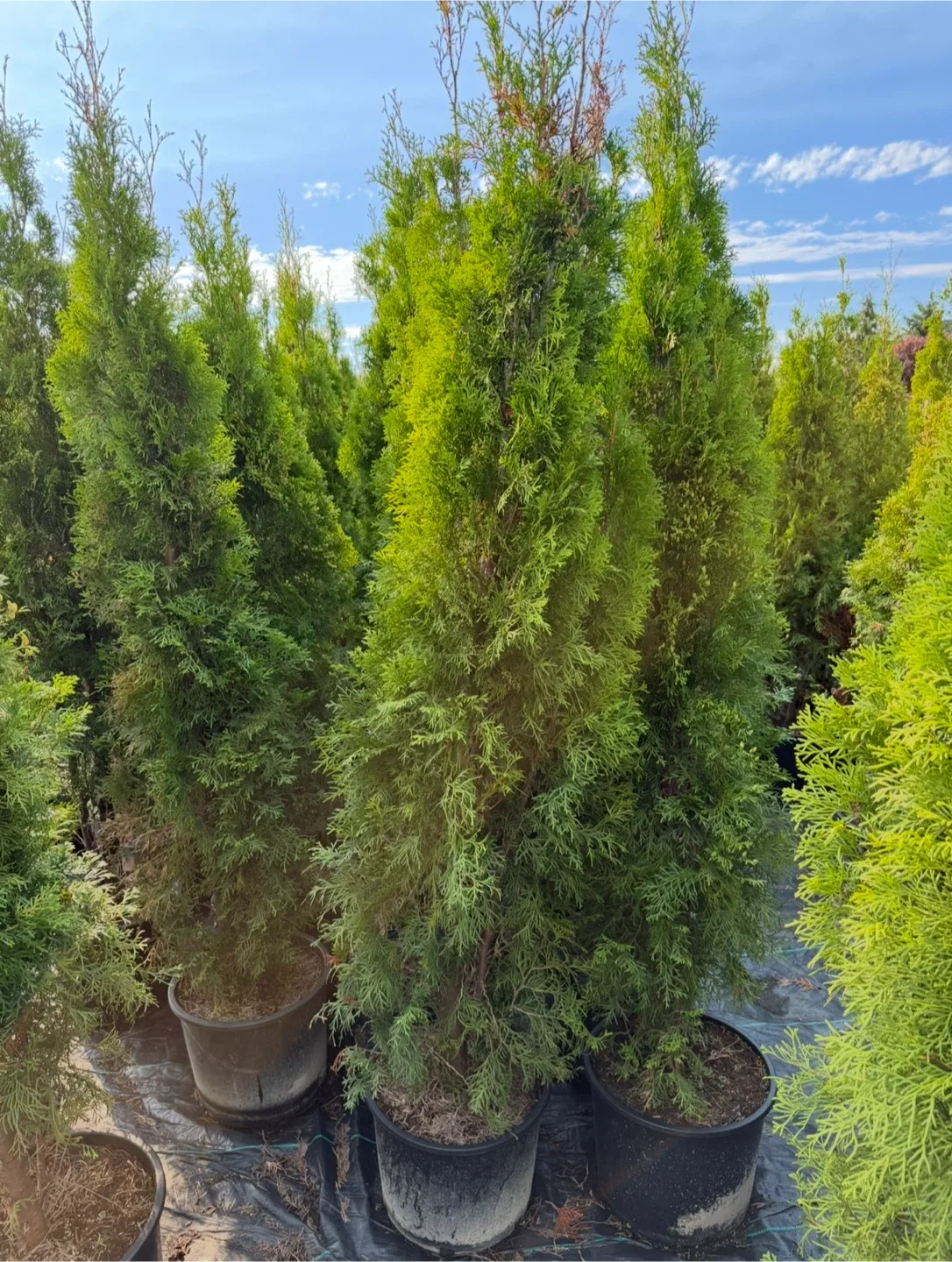 Cedar Trees Inventory Liquidation Sale image indicator(2)