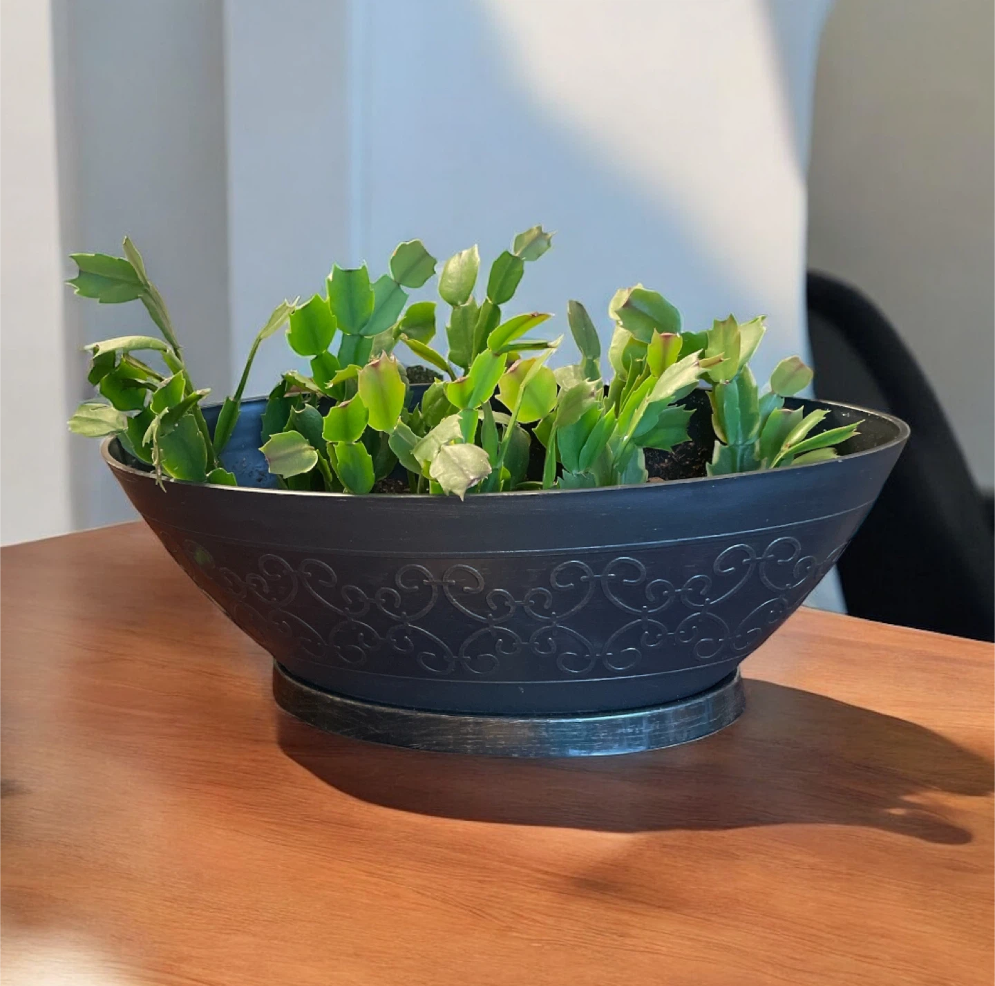 Potted Christmas Cactus