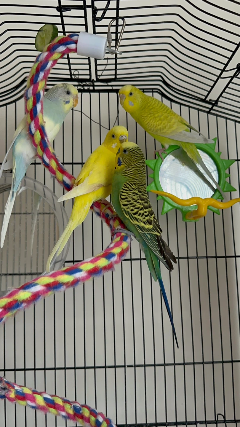 Bird Cage with Stand - photo 2