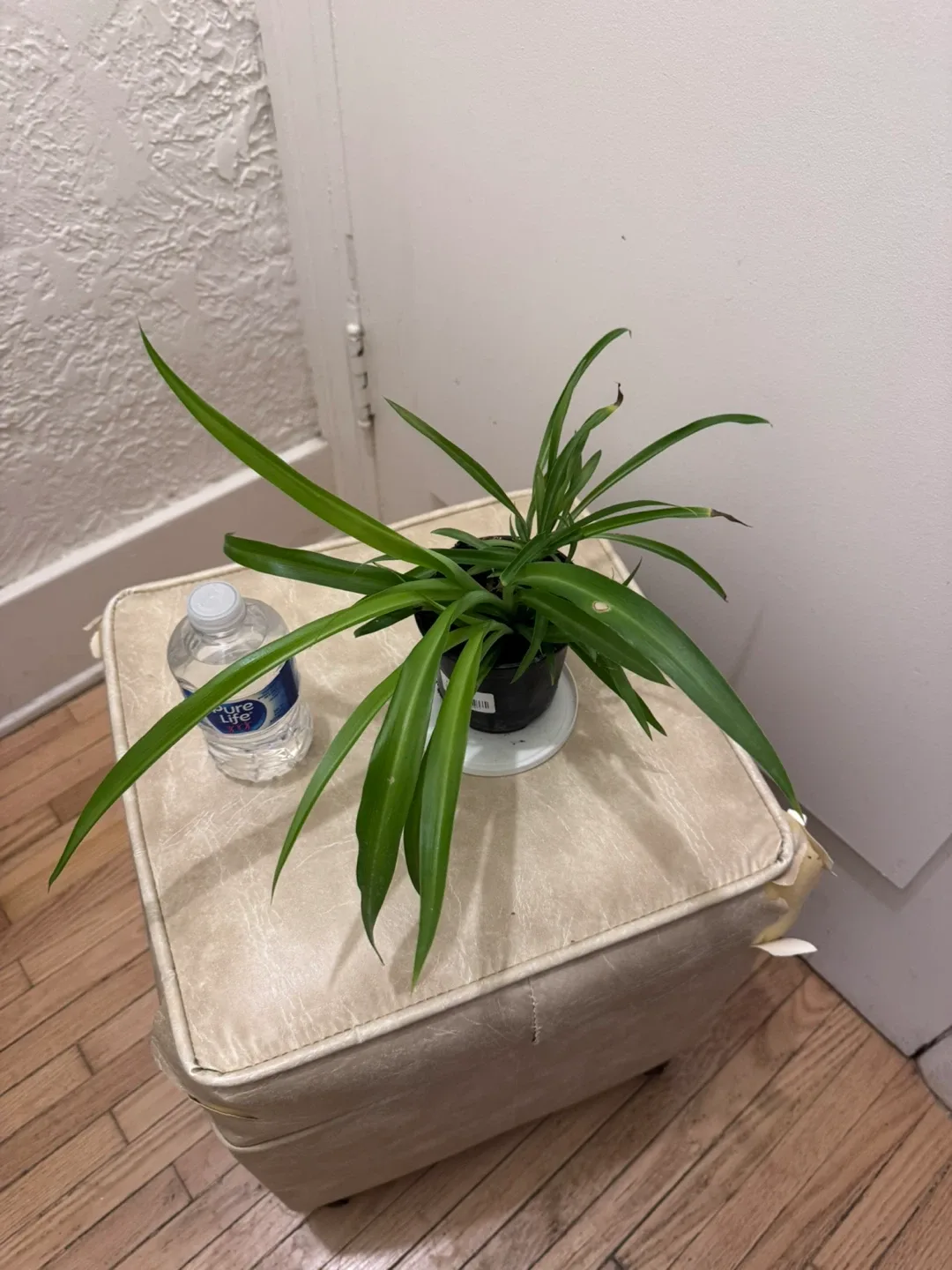 Spider Plant thumbnail