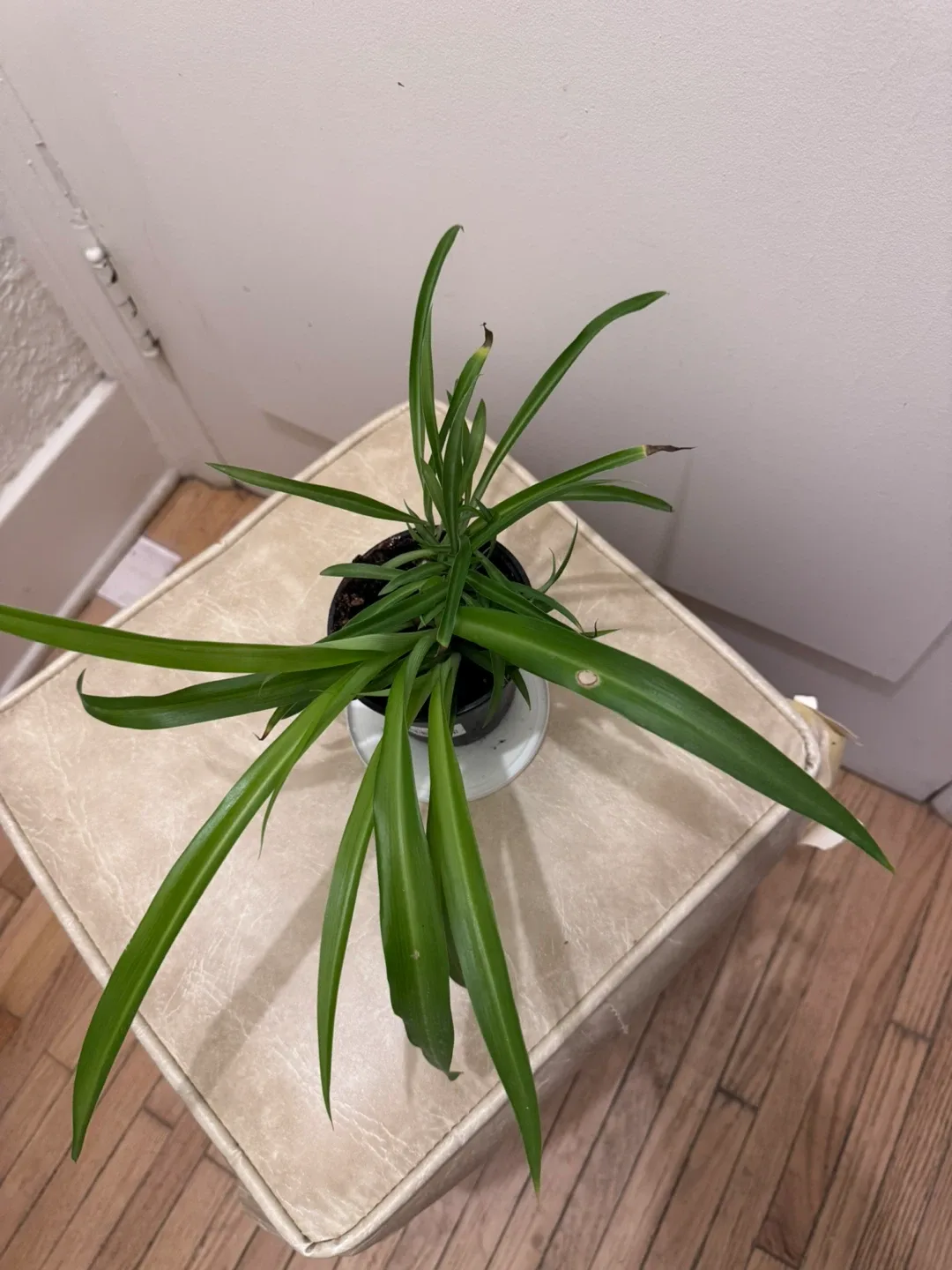 Spider Plant image indicator(2)