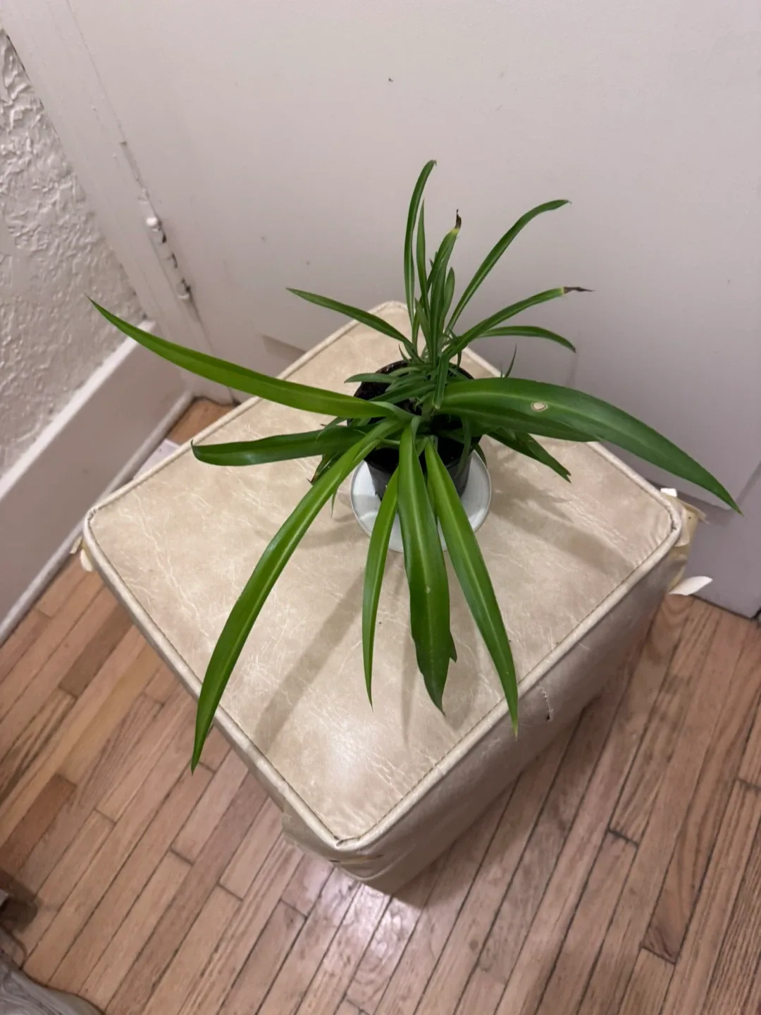 Spider Plant image indicator(4)