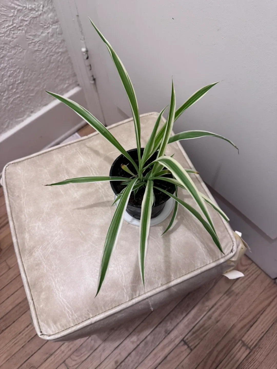 Spider Plant image indicator(10)