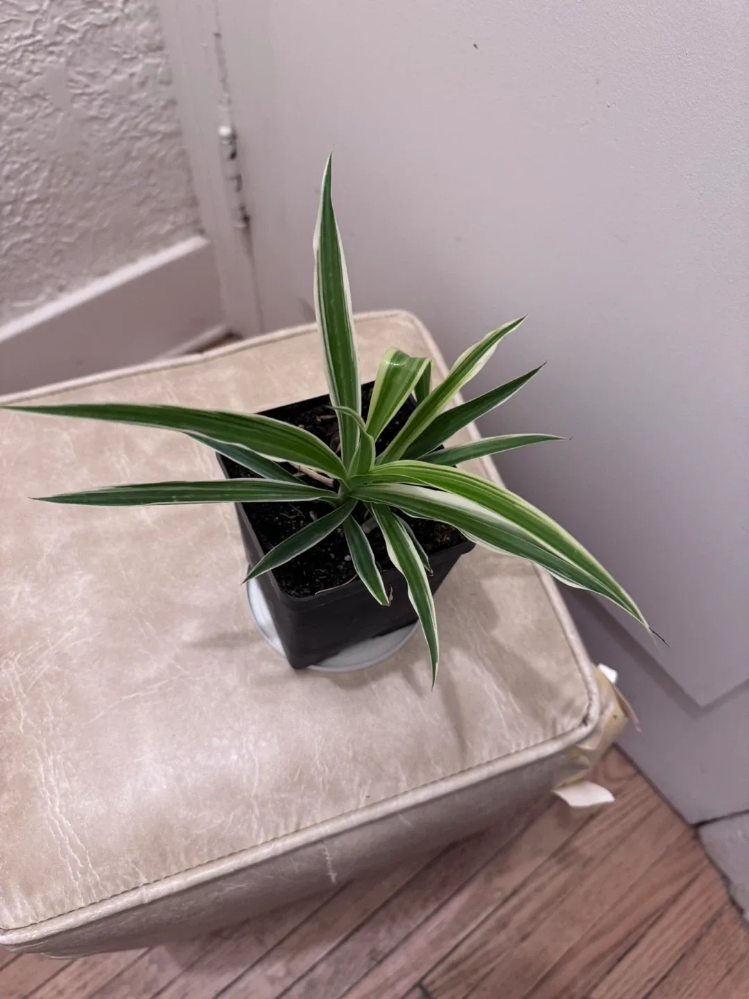 Spider Plant image indicator(9)