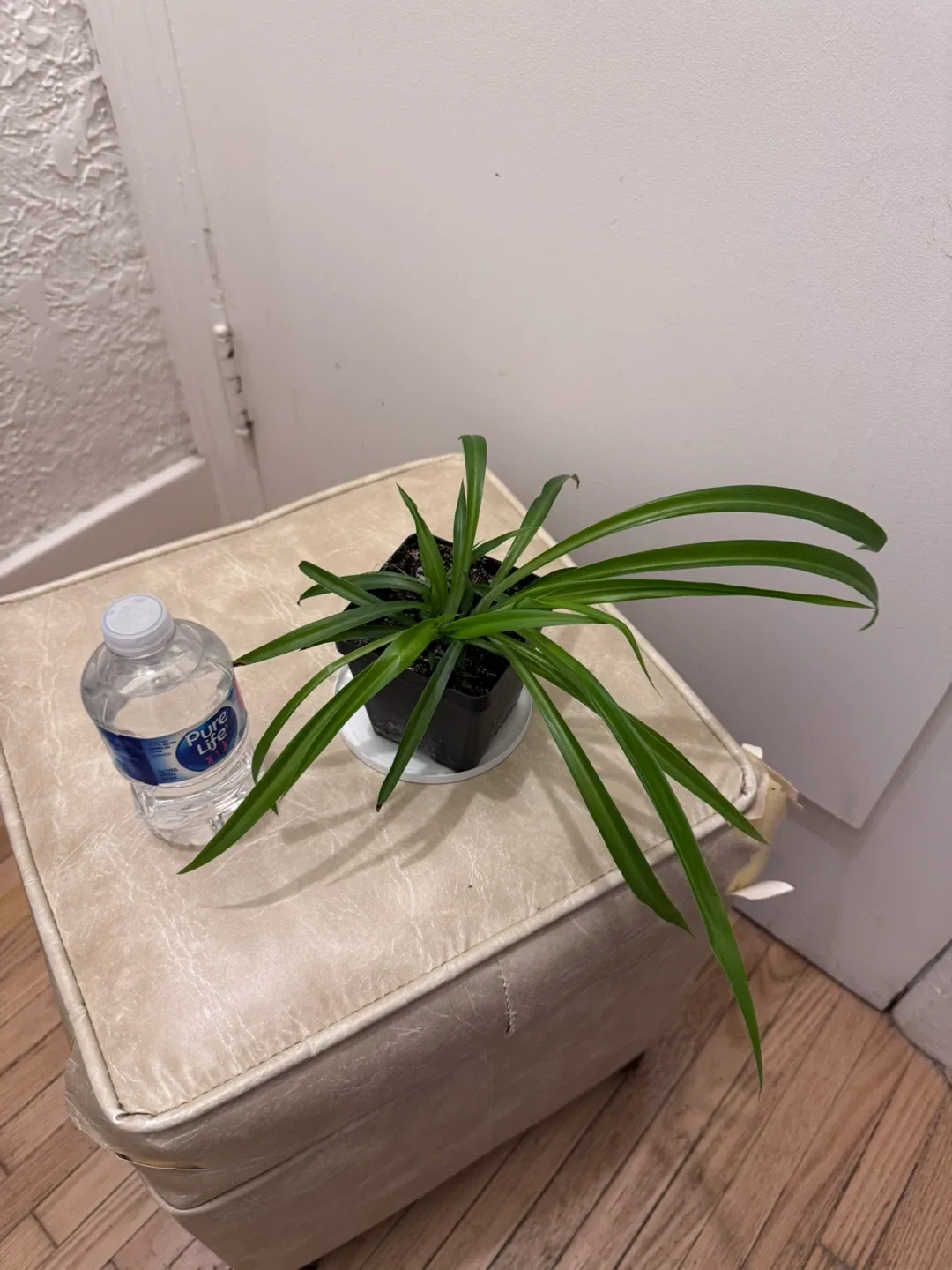 Spider Plant image indicator(6)