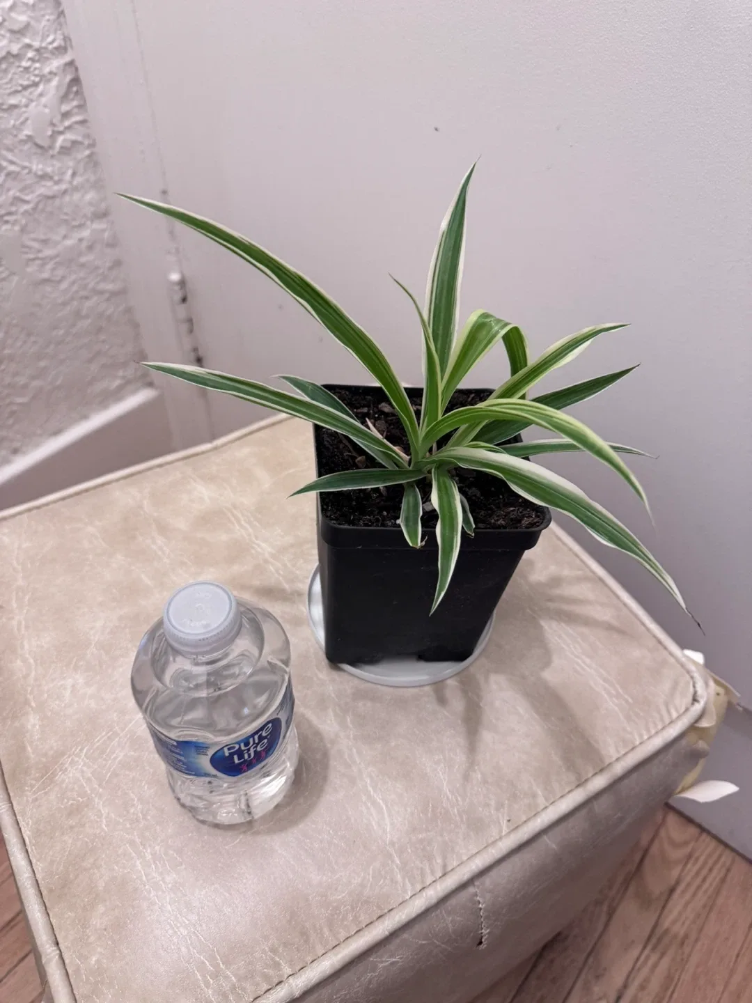 Spider Plant image indicator(8)