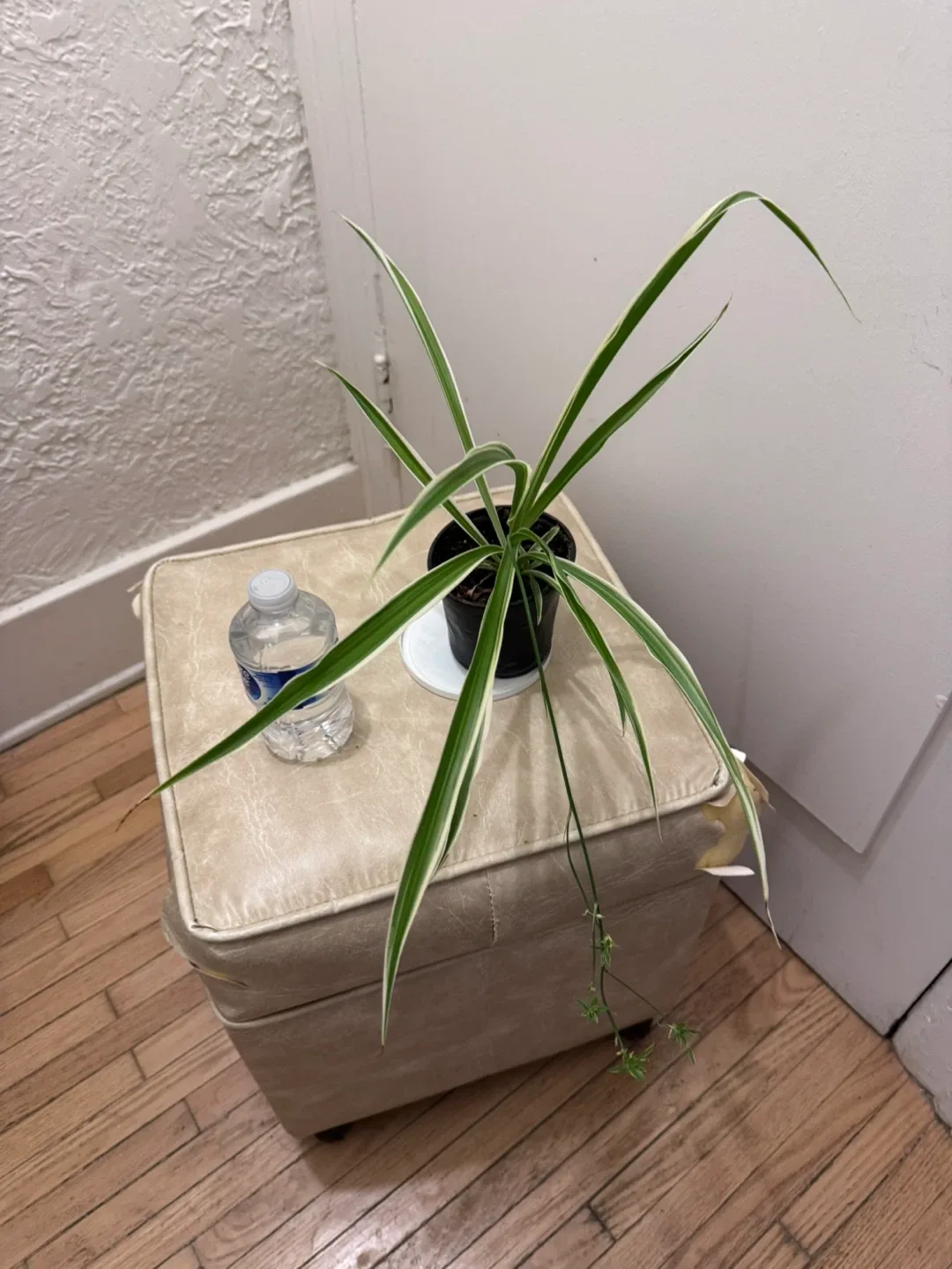 Spider Plant image indicator(5)